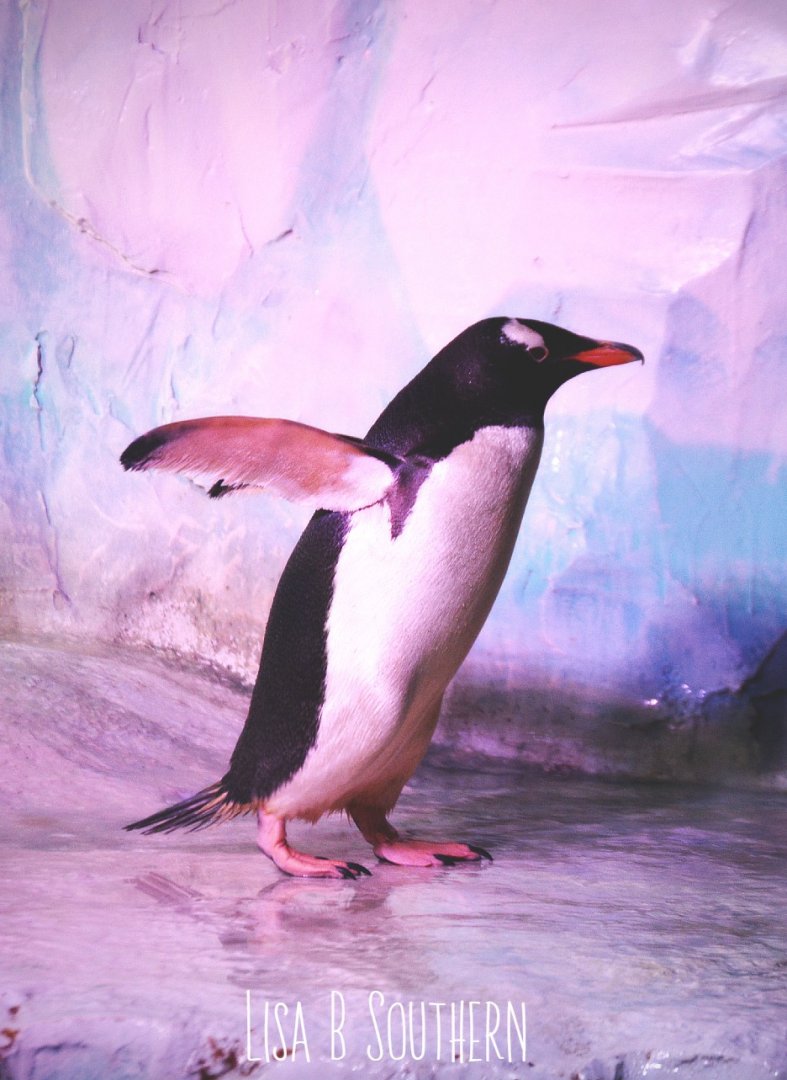 Gentoo Penguin