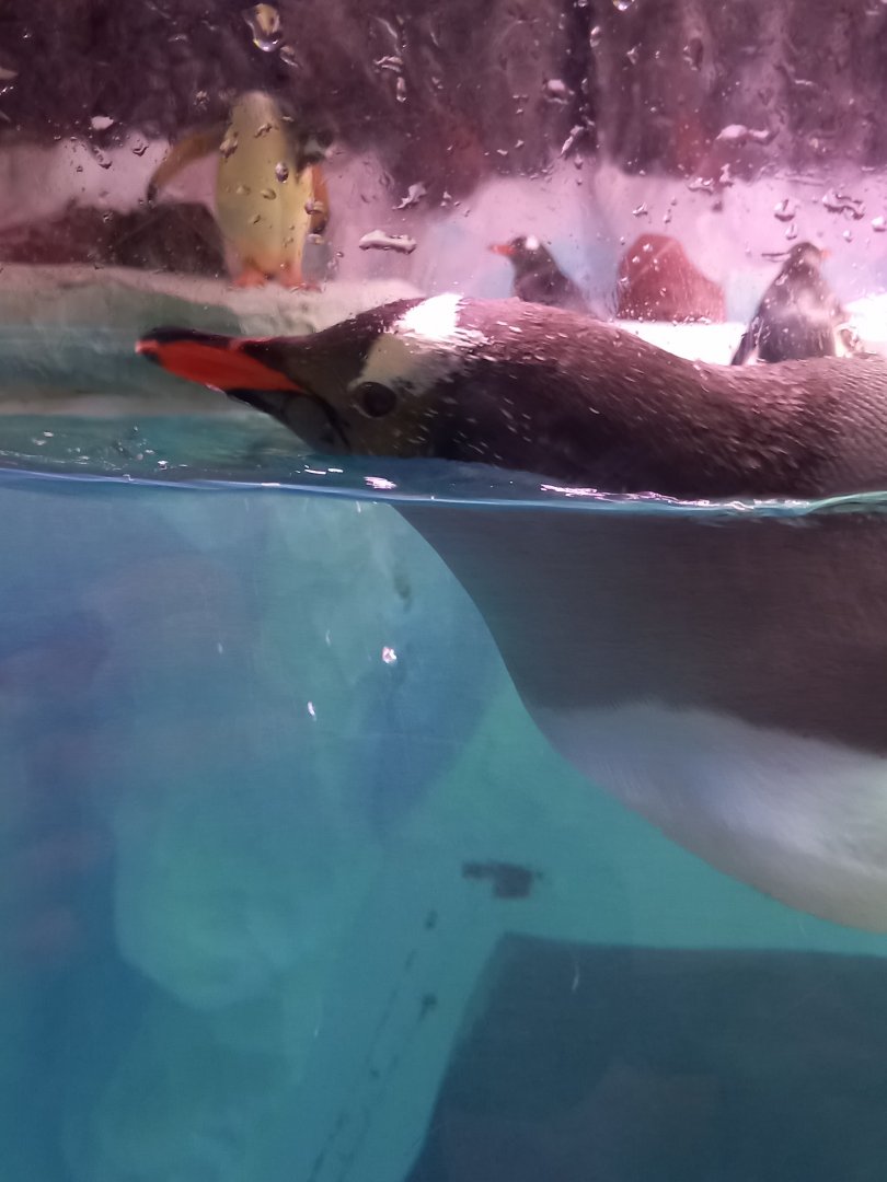 Gentoo Penguin