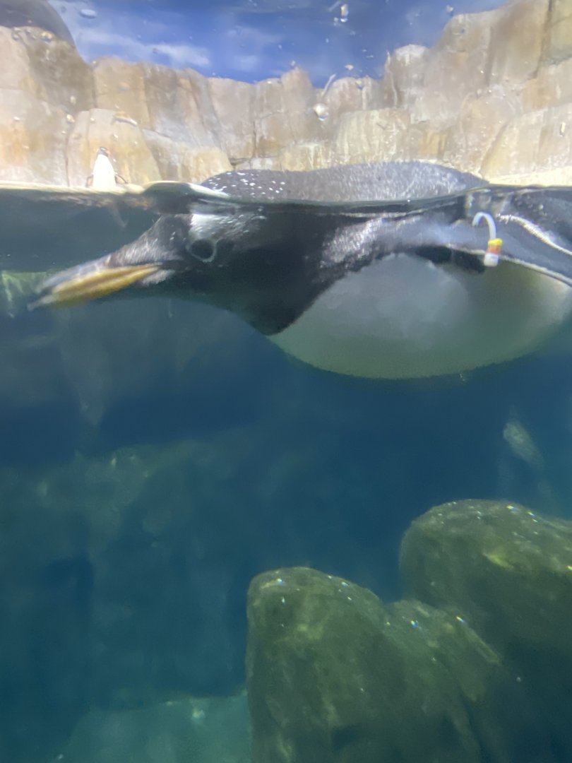 Gentoo Penguin