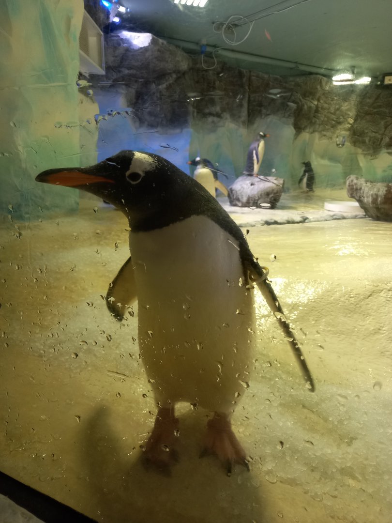 Gentoo Penguin