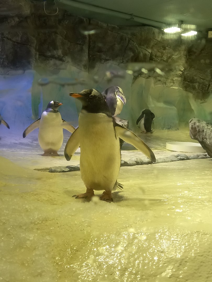 Gentoo Penguin