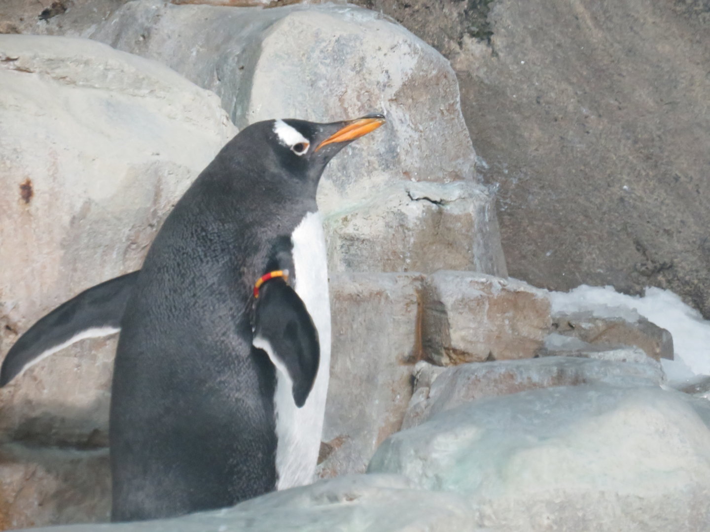 Gentoo penguin