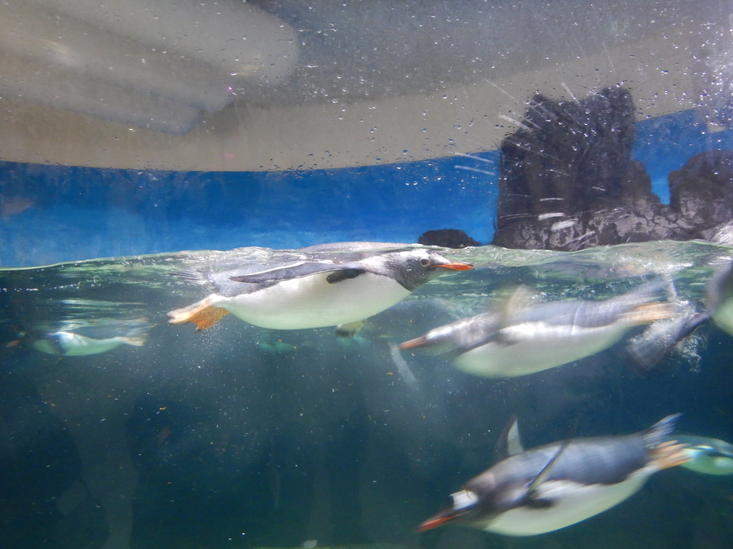 Gentoo Penguin