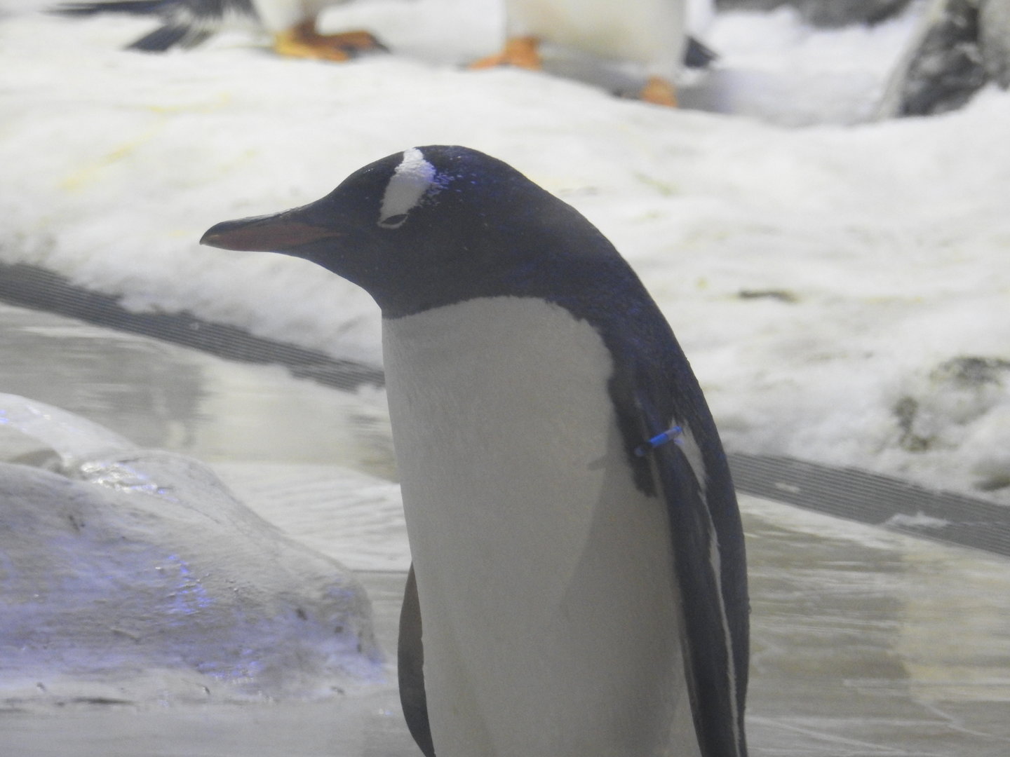 Gentoo Penguin
