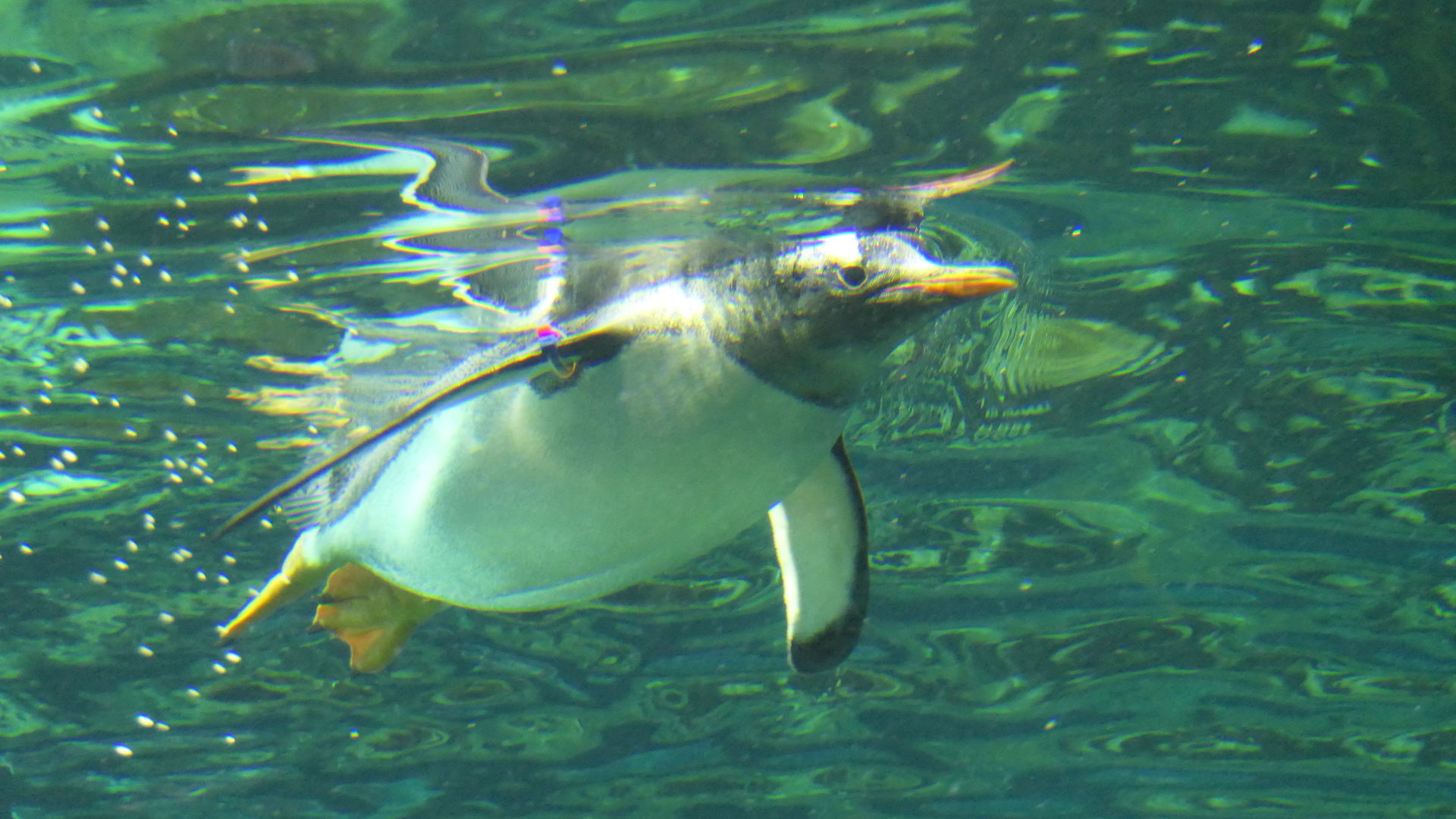 Gentoo Penguin