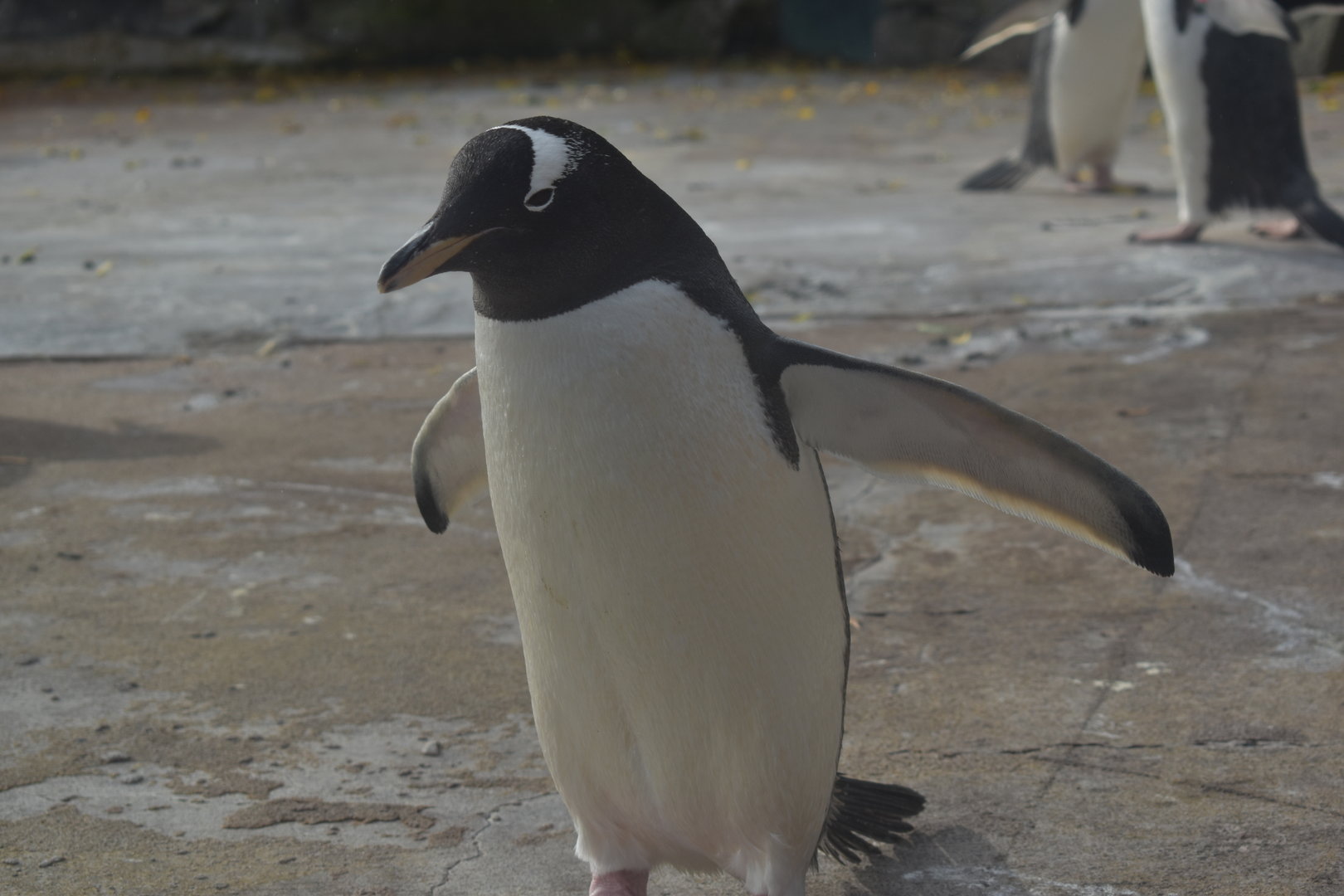 Gentoo Penguin