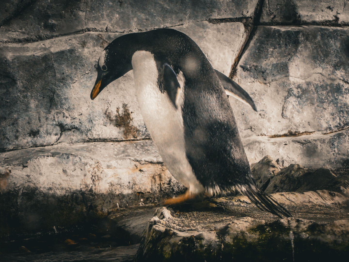 Gentoo Penguin