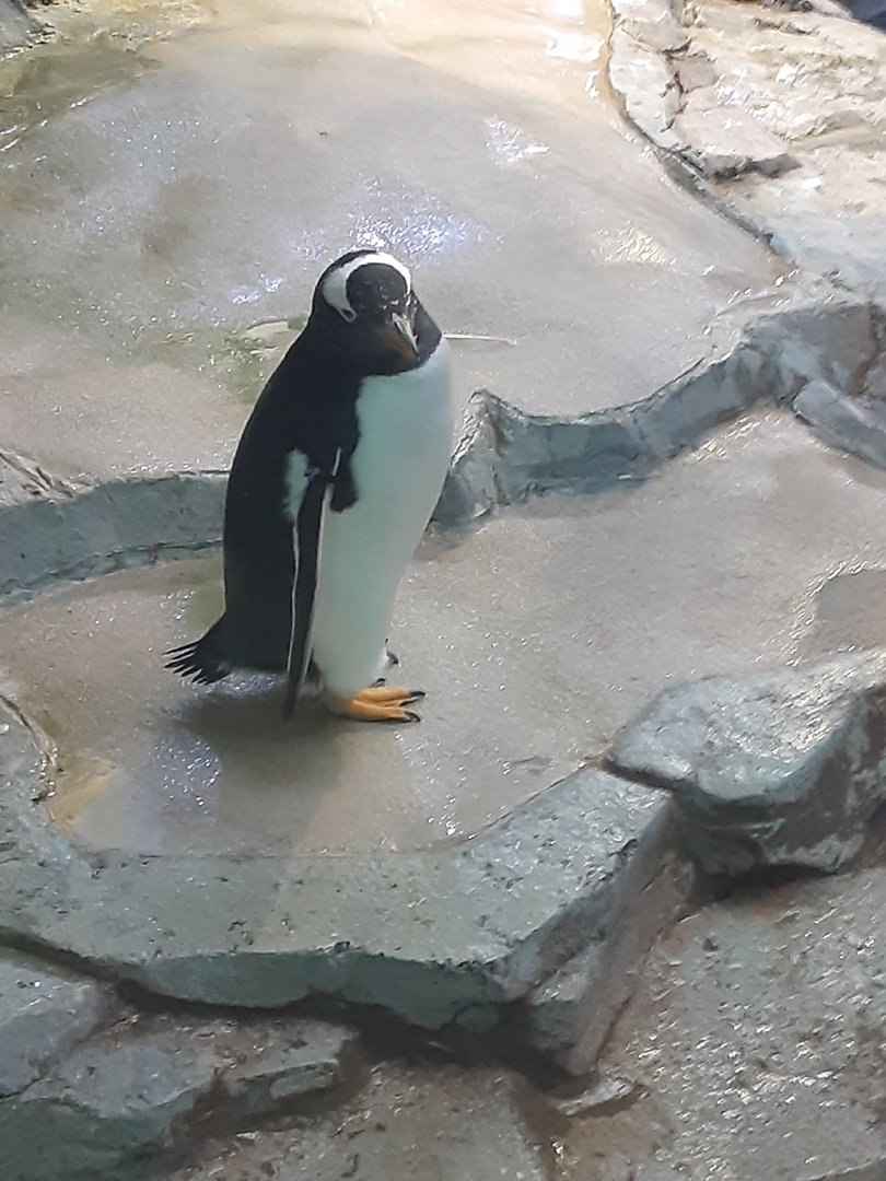 Gentoo Penguin