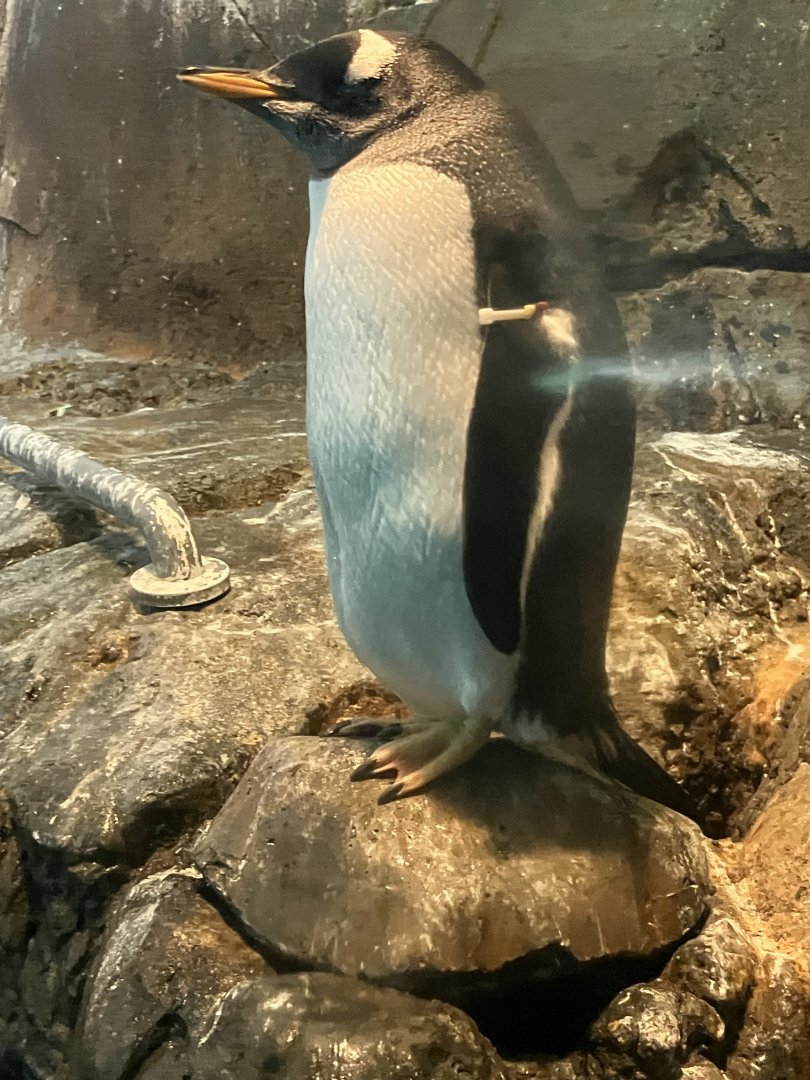 Gentoo Penguin
