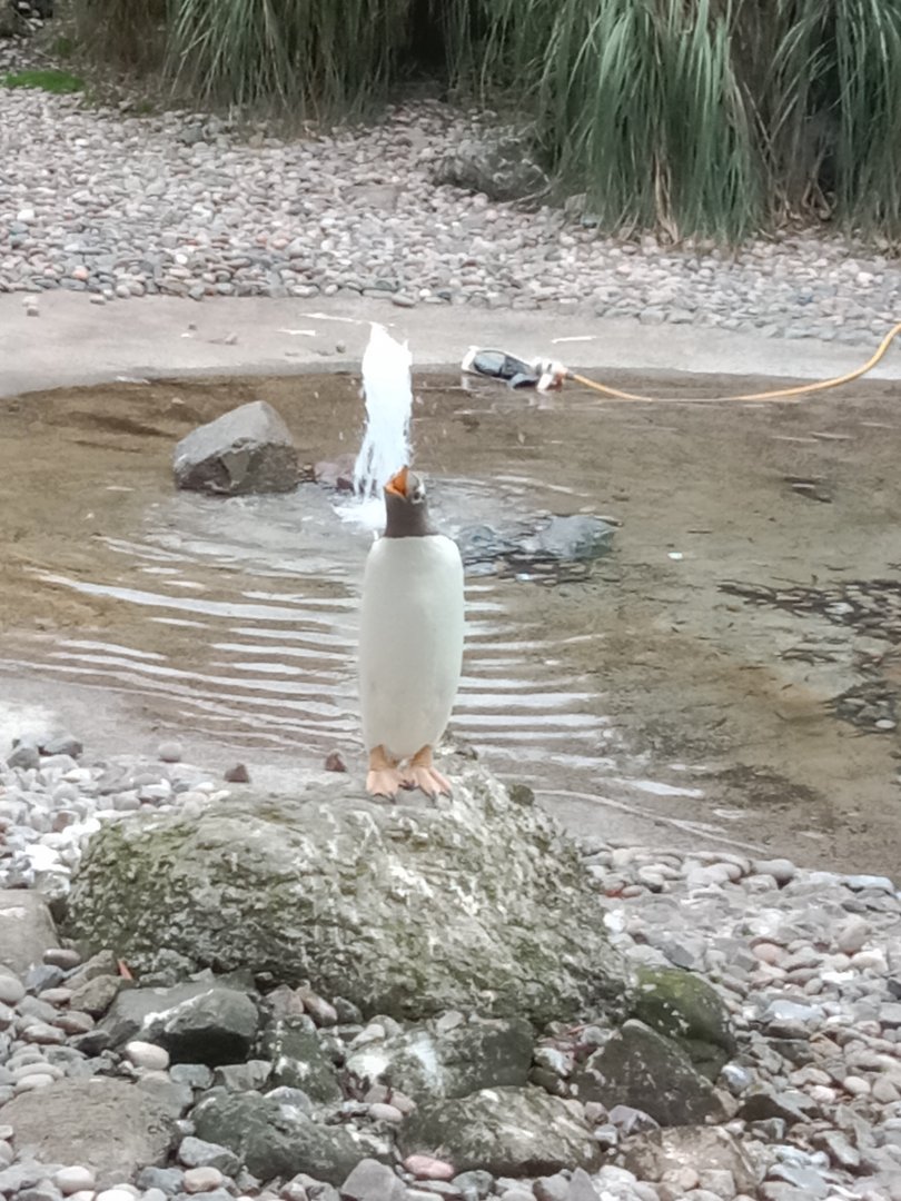 Gentoo penguin