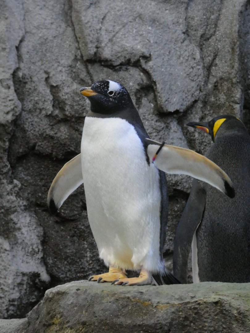 Gentoo penguin