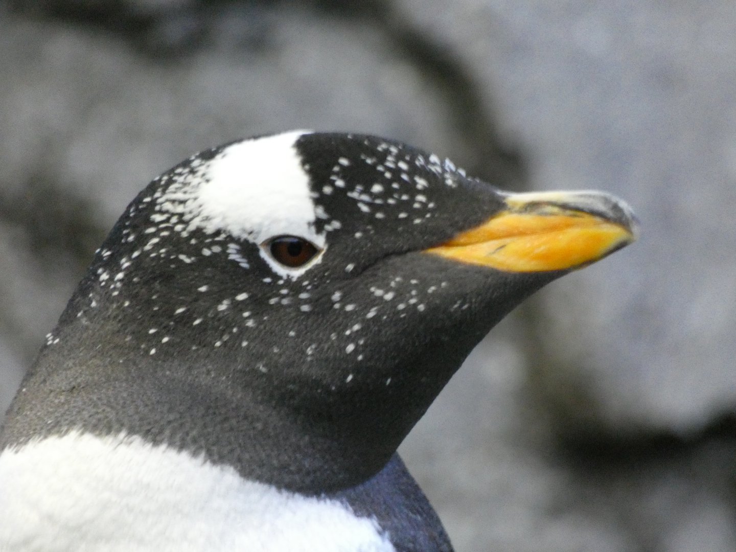 Gentoo penguin