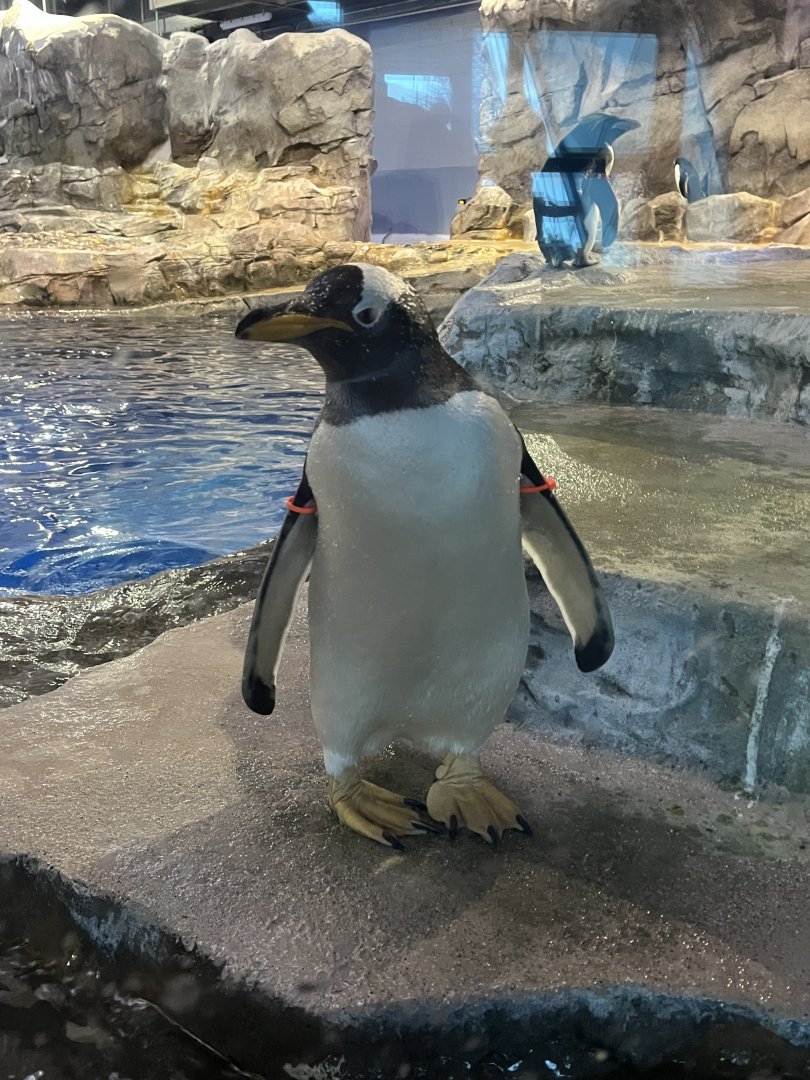 Gentoo Penguin