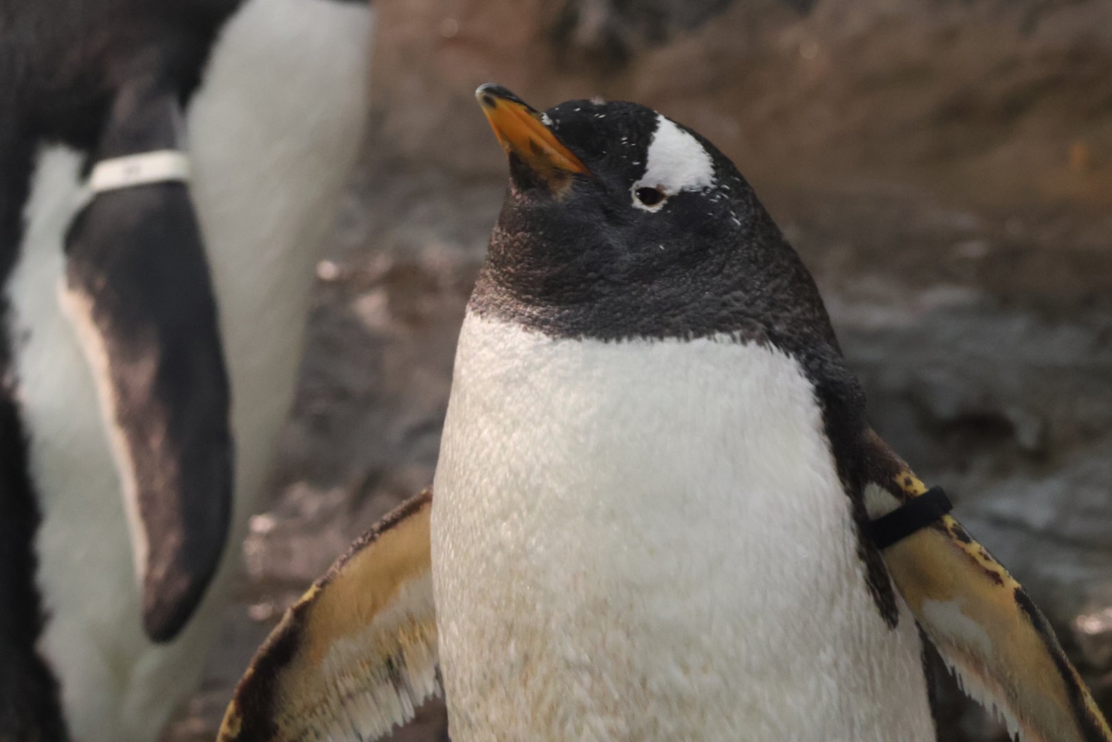 Gentoo penguin