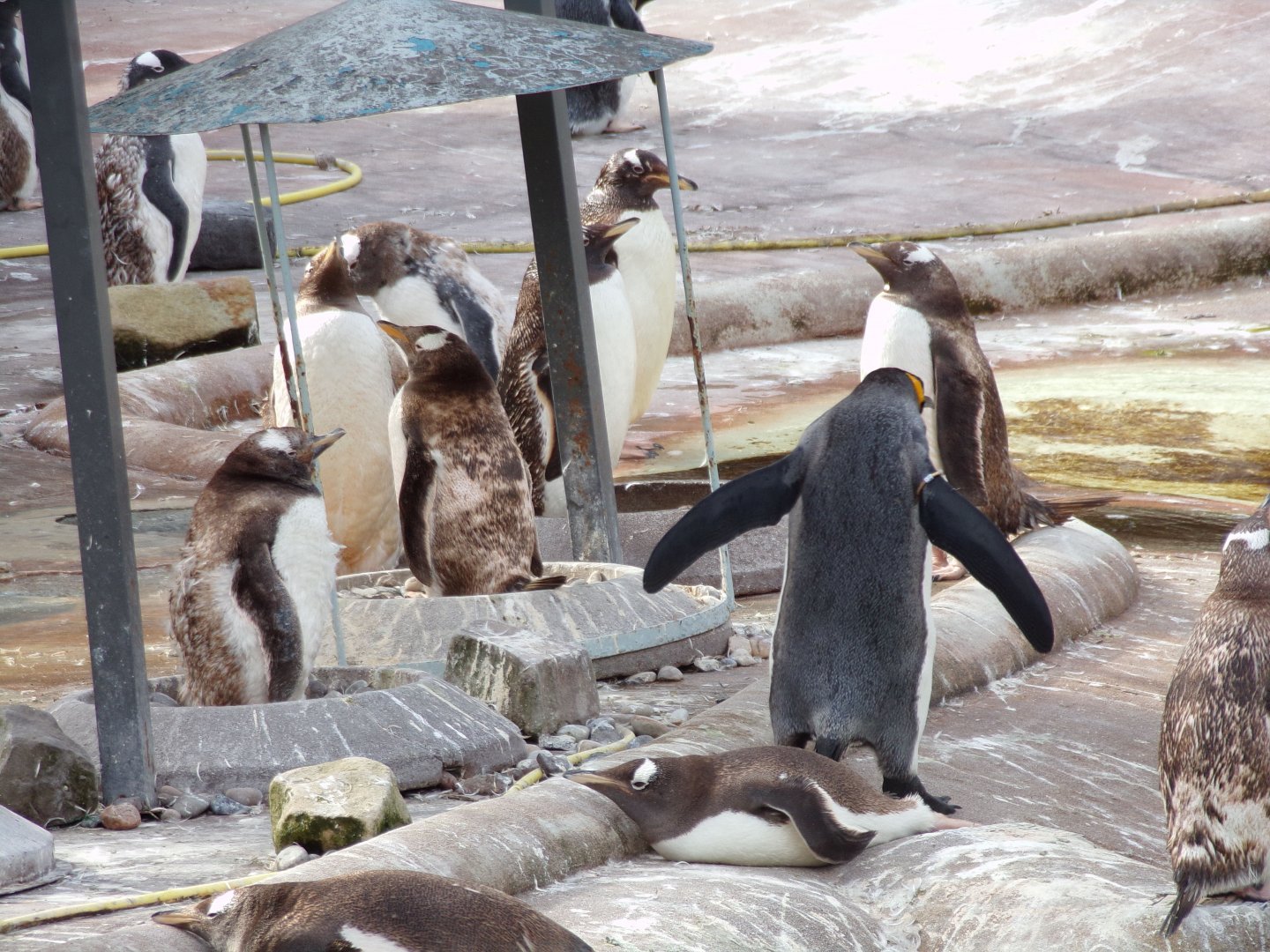 Gentoo penguins 14.8.23