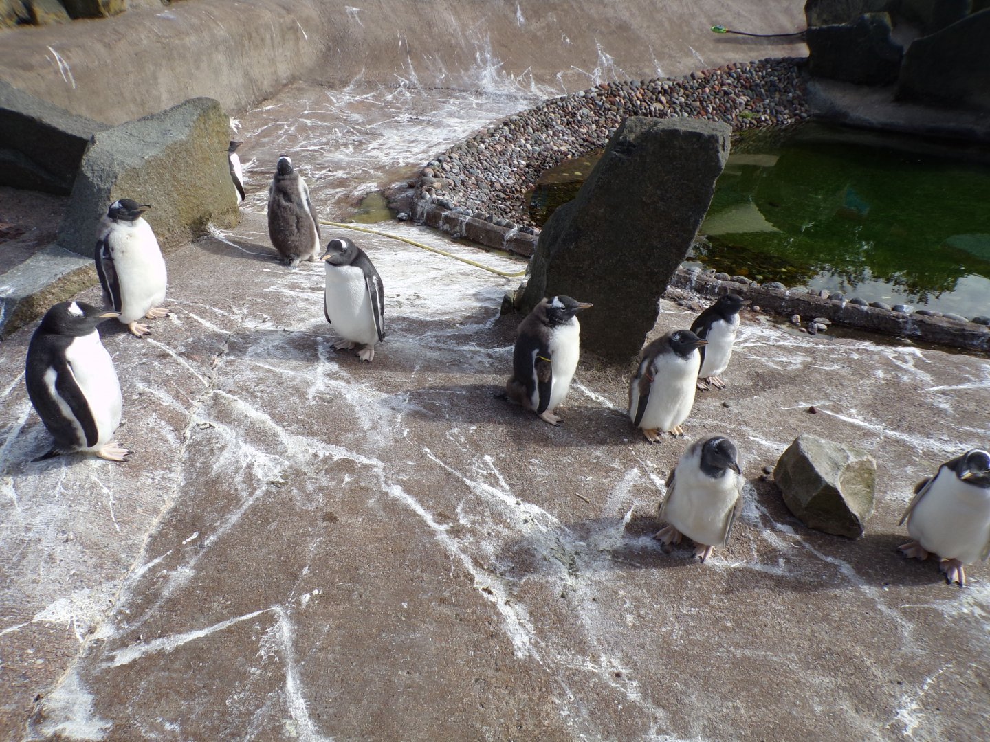 Gentoo penguins 19.7.23