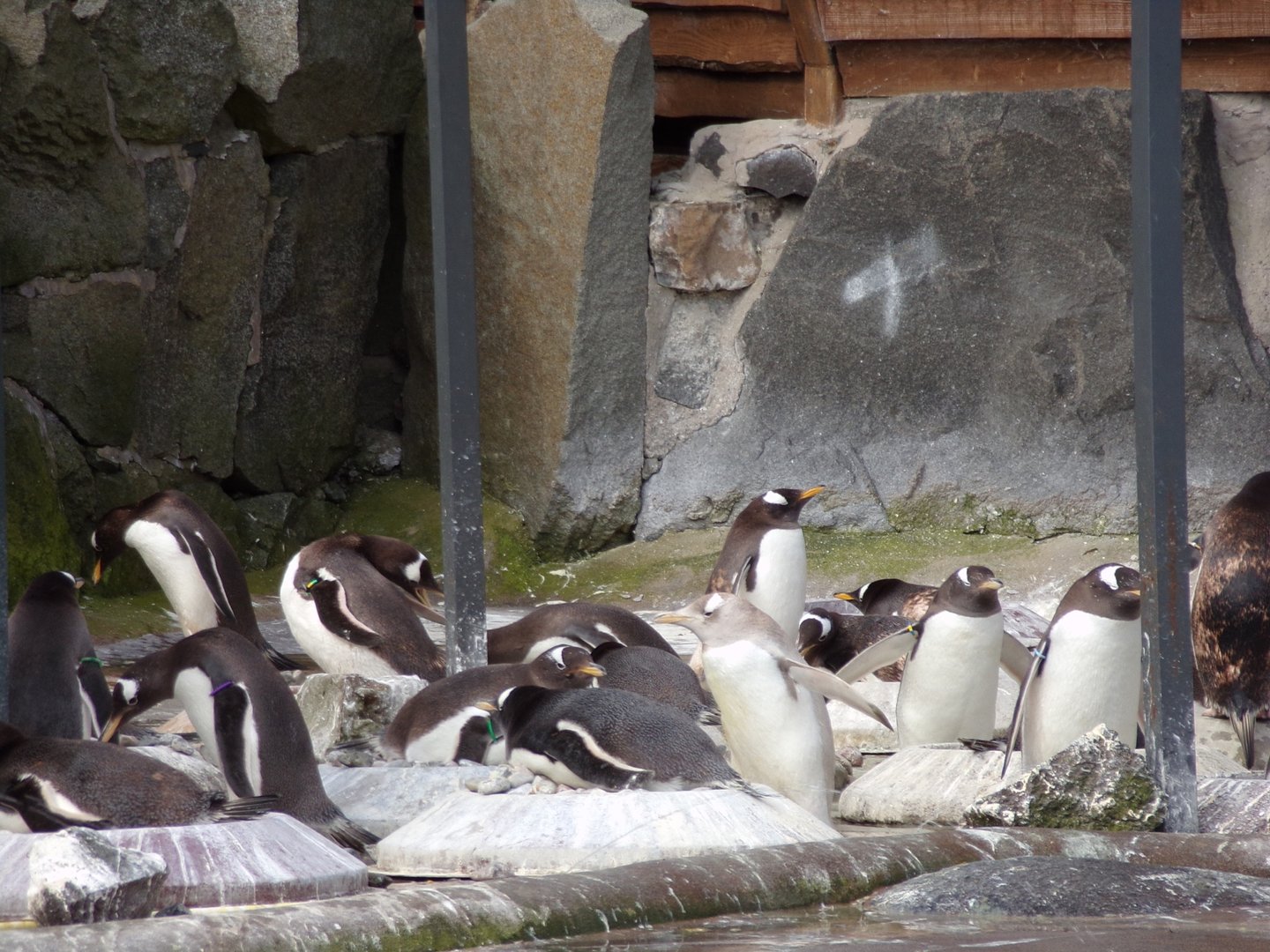 Gentoo penguins   22.4.23