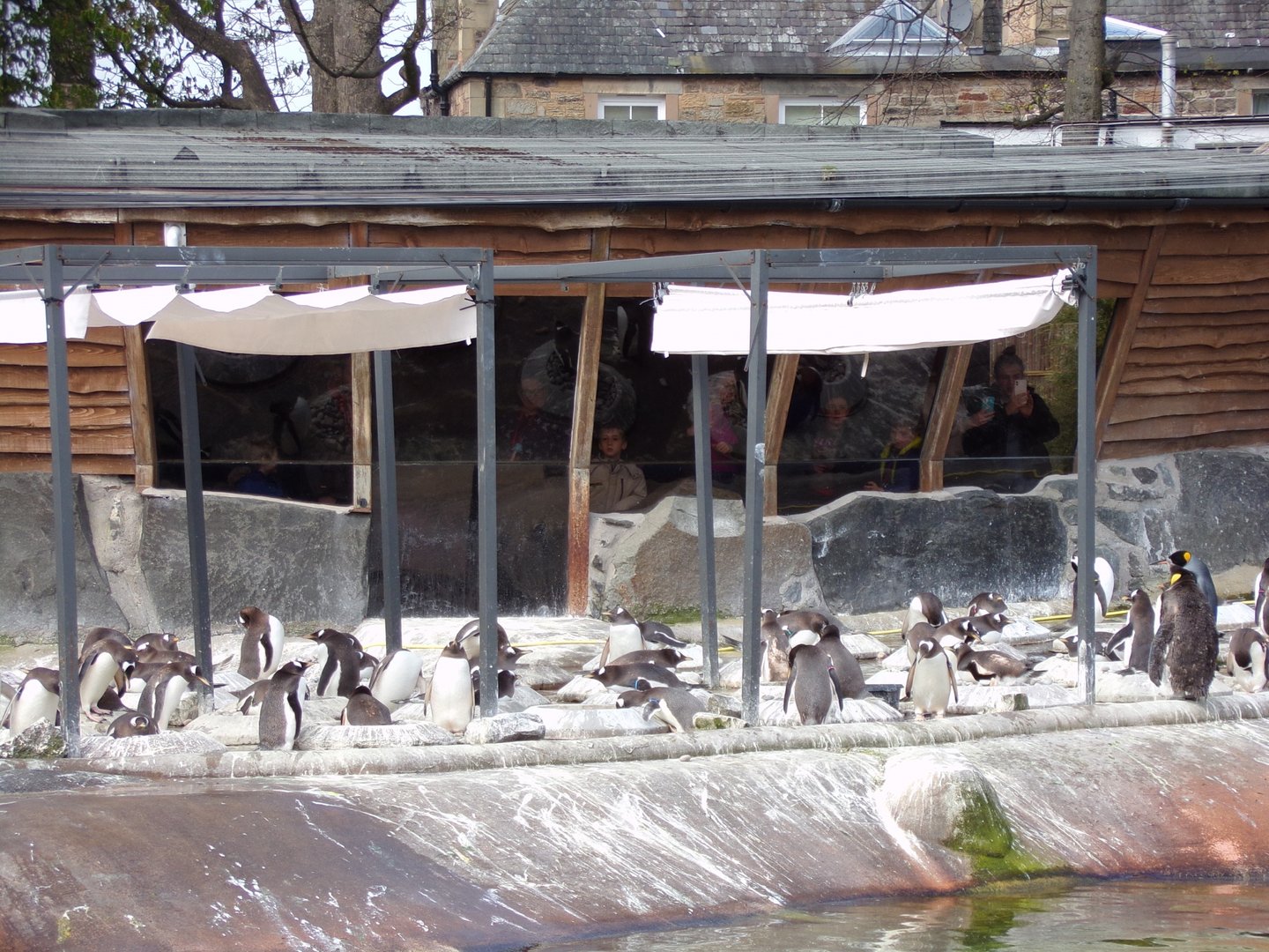 Gentoo penguins   22.4.23