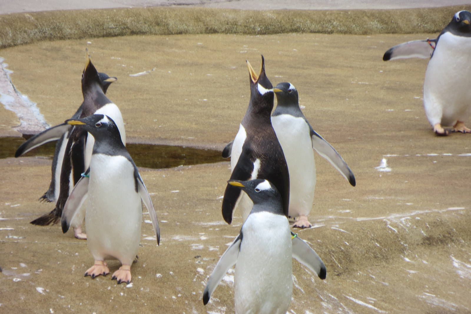 Gentoo Penguins 240815
