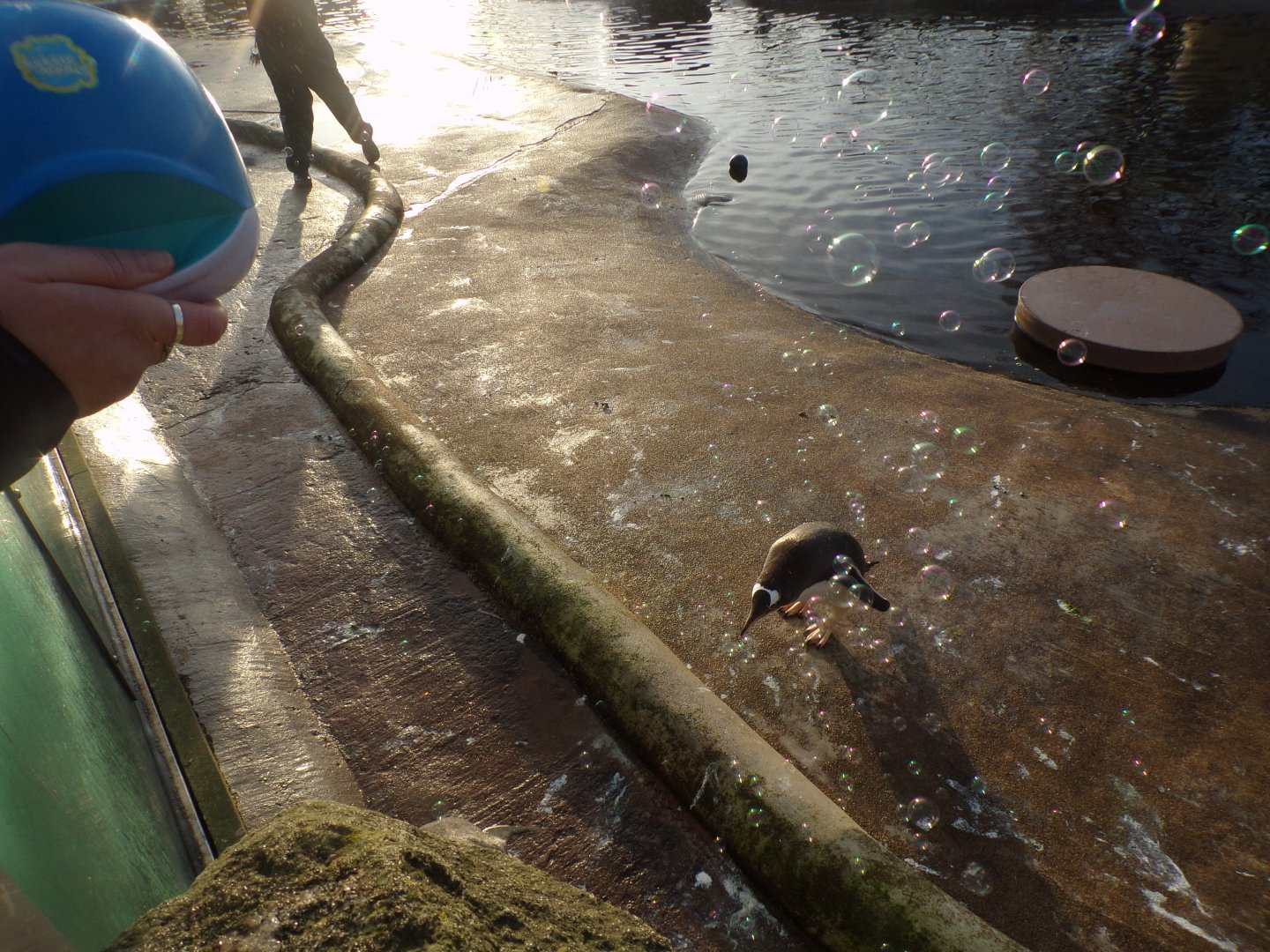 Gentoo penguins and bubbles 13.1.24