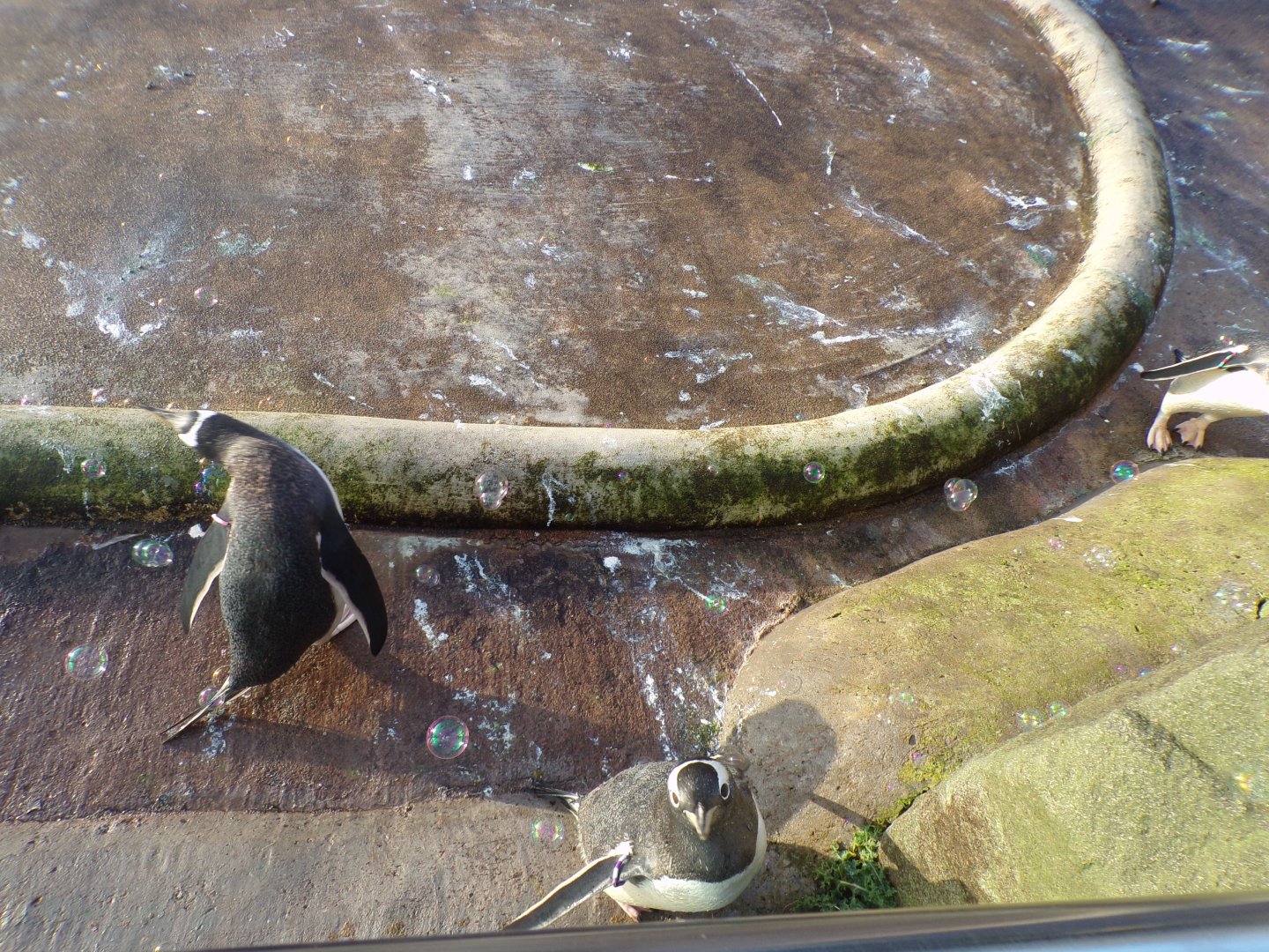 Gentoo penguins and bubbles 13.1.24