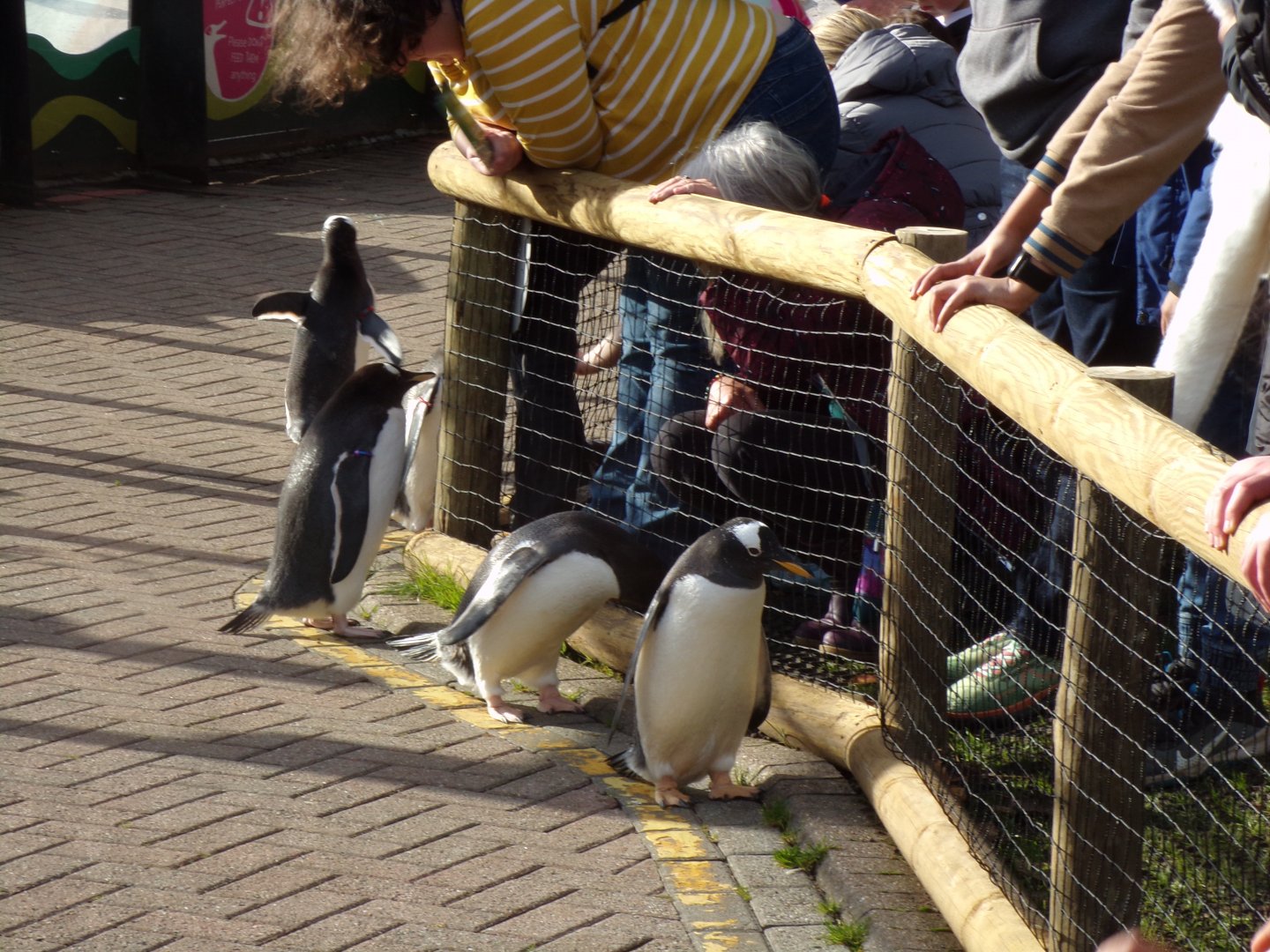 Gentoo penguins and visitors 17.10.24