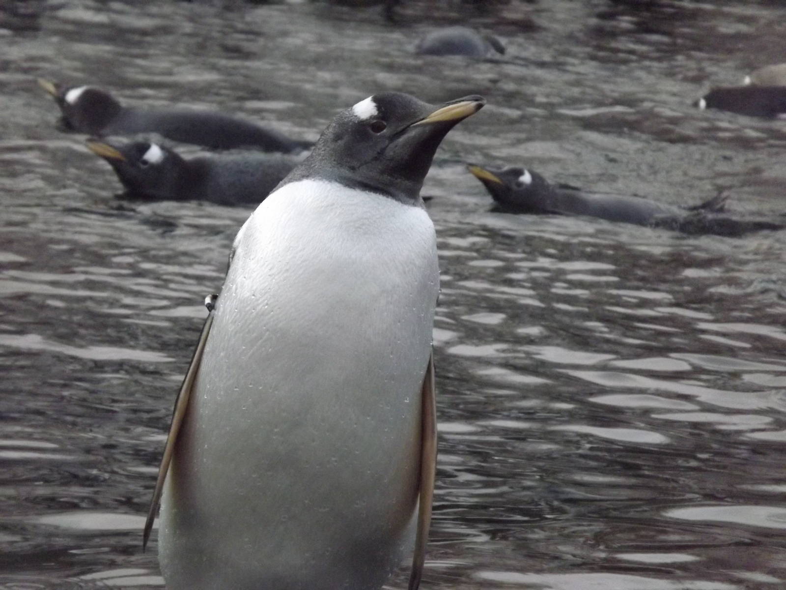 Gentoo penguins at Edinburgh Zoo 28/12/11