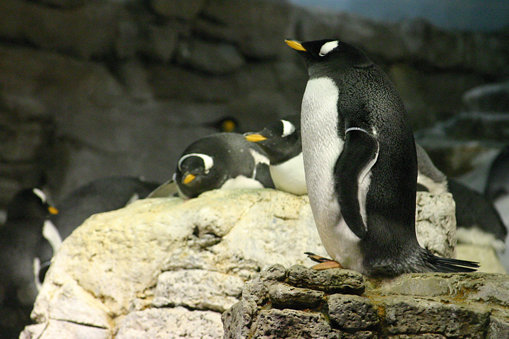 Gentoo Penguins at SeaWorld Orlando 20/03/05