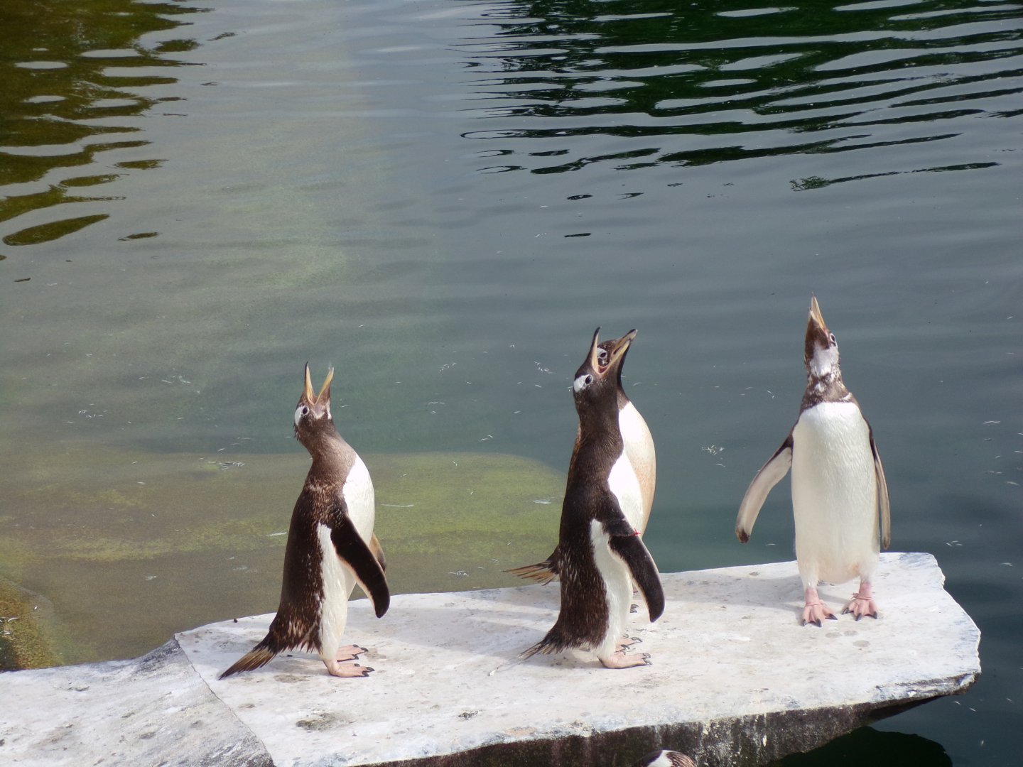 Gentoo penguins calling 14.8.23