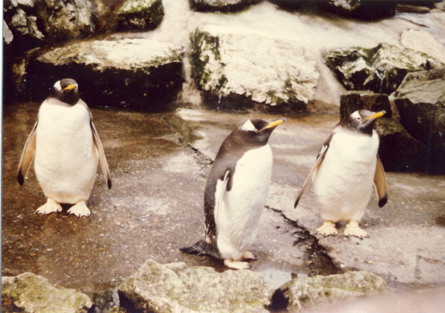 Gentoo Penguins Chester Zoo 19 April 1979