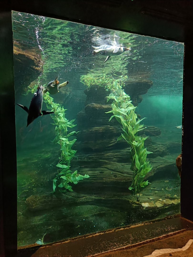 Gentoo Penguins diving - Polar Pavilion (22/08/24)