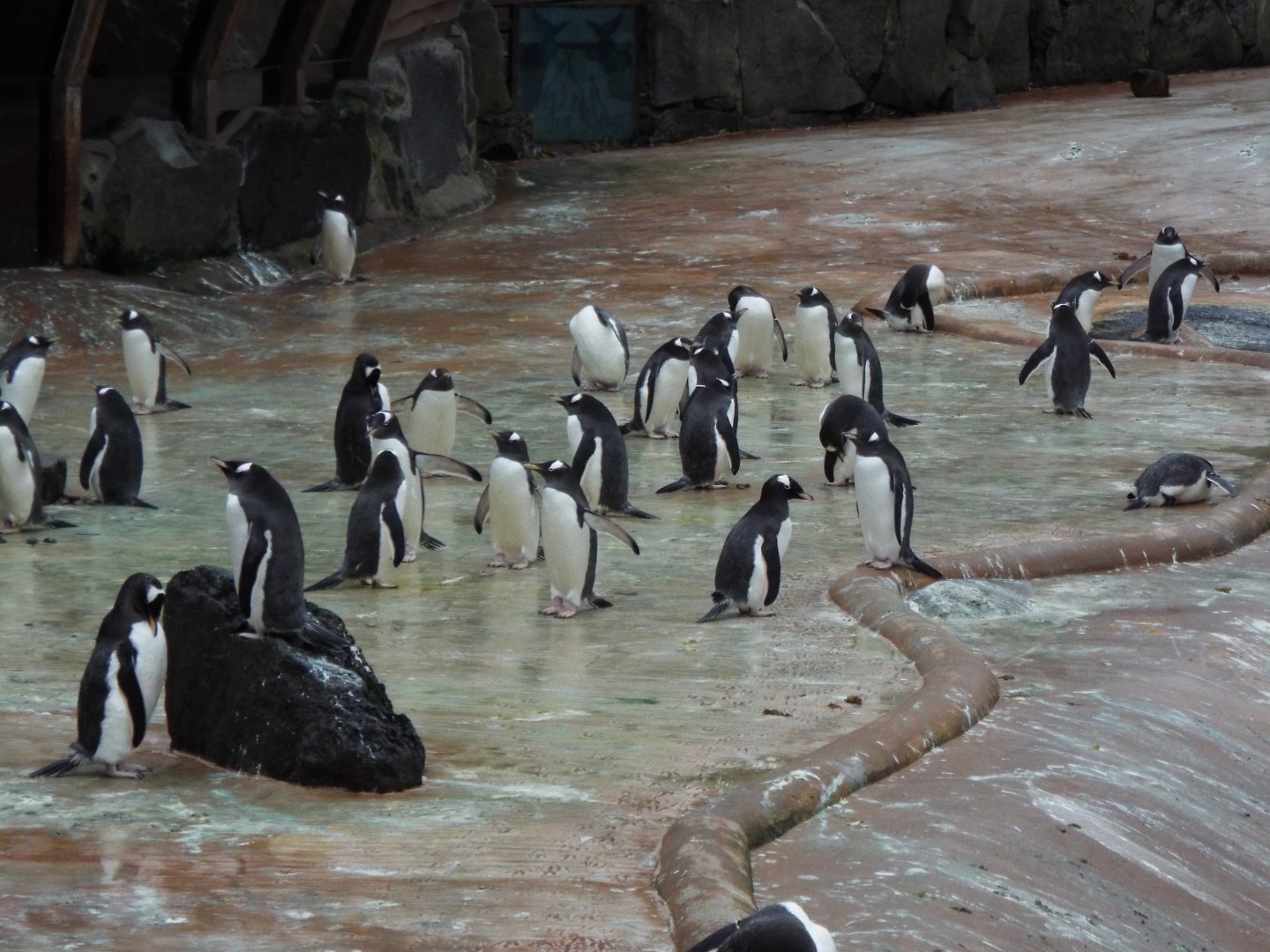 Gentoo Penguins, Edinburgh Zoo