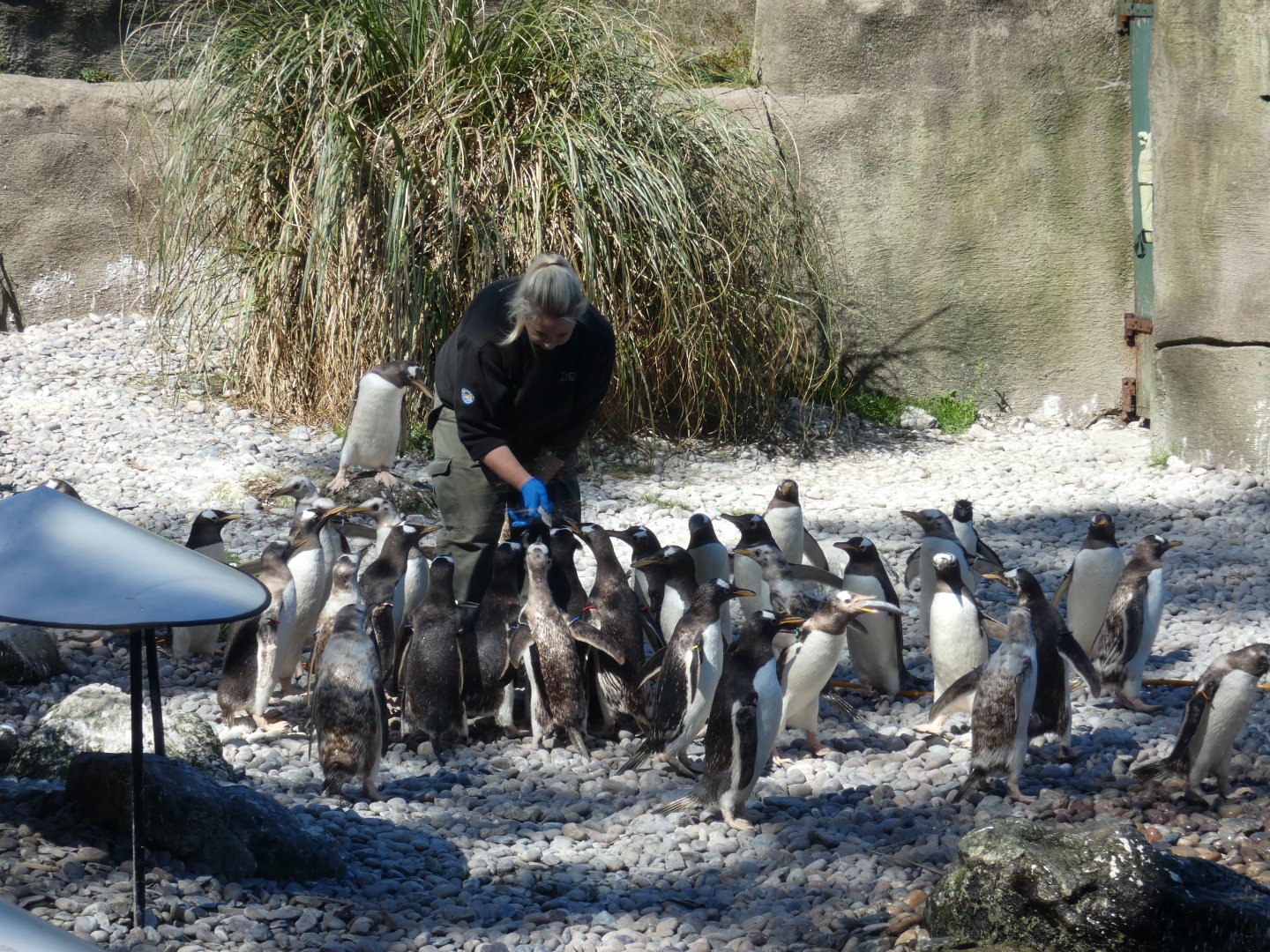 Gentoo penguins feeding