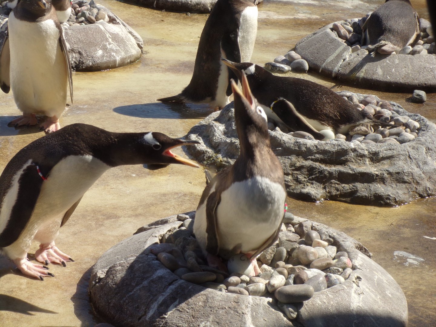 Gentoo penguins fighting 20.4.25