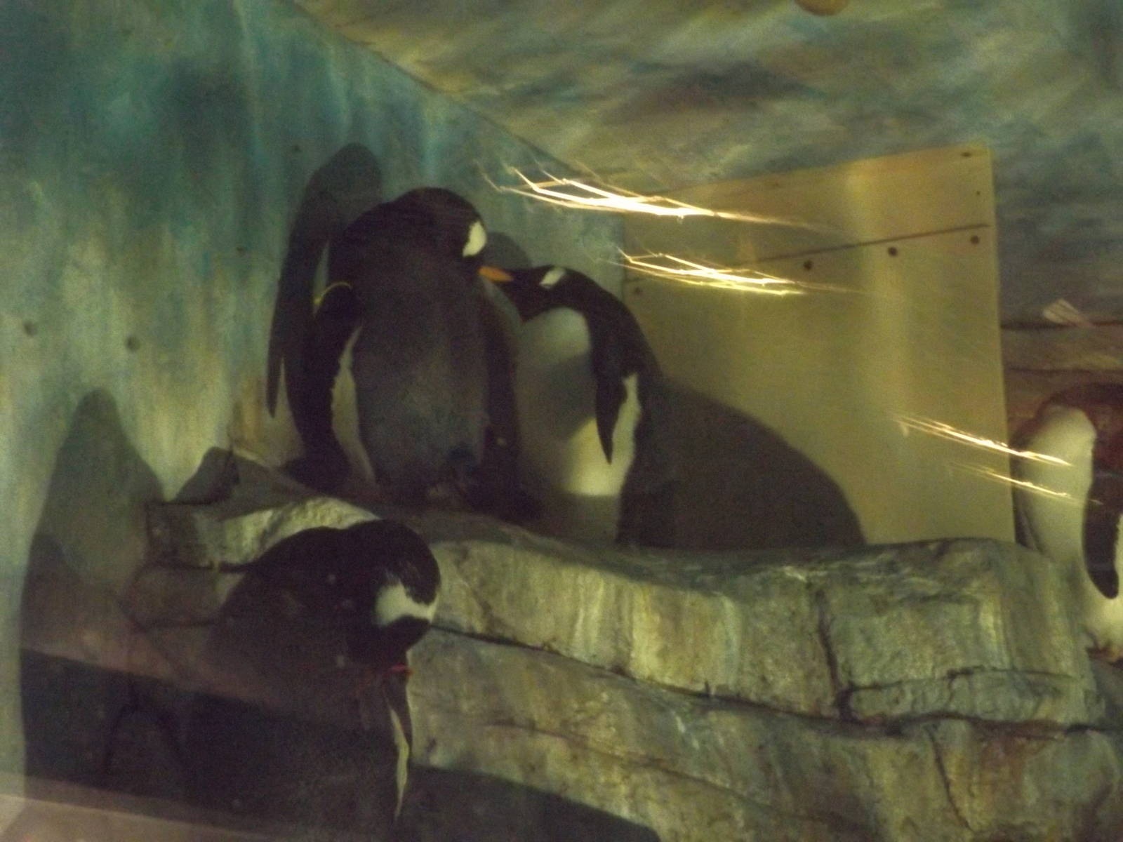 Gentoo Penguins (lights off)