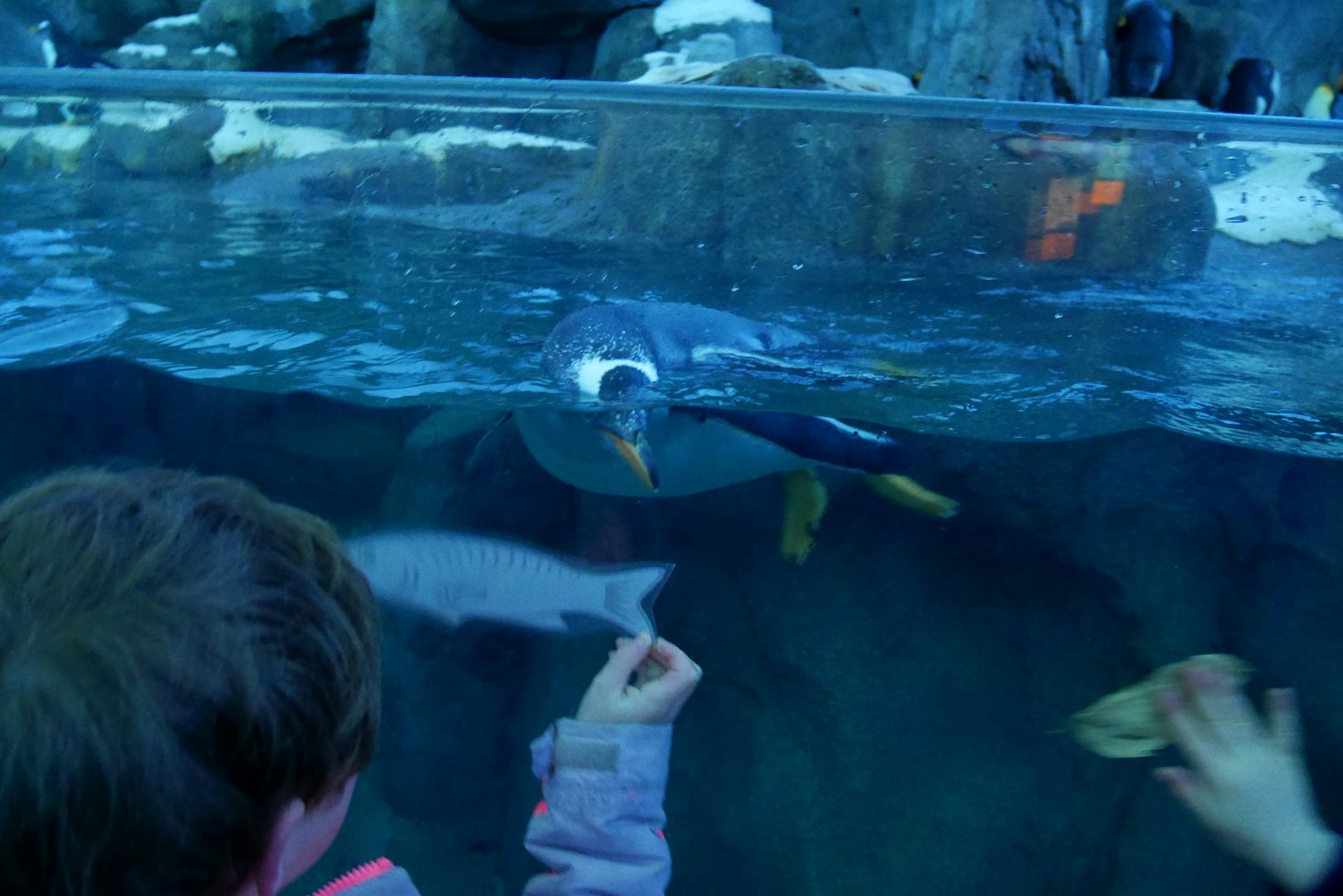 Gentoo Penguins- My First US Zoo Trip