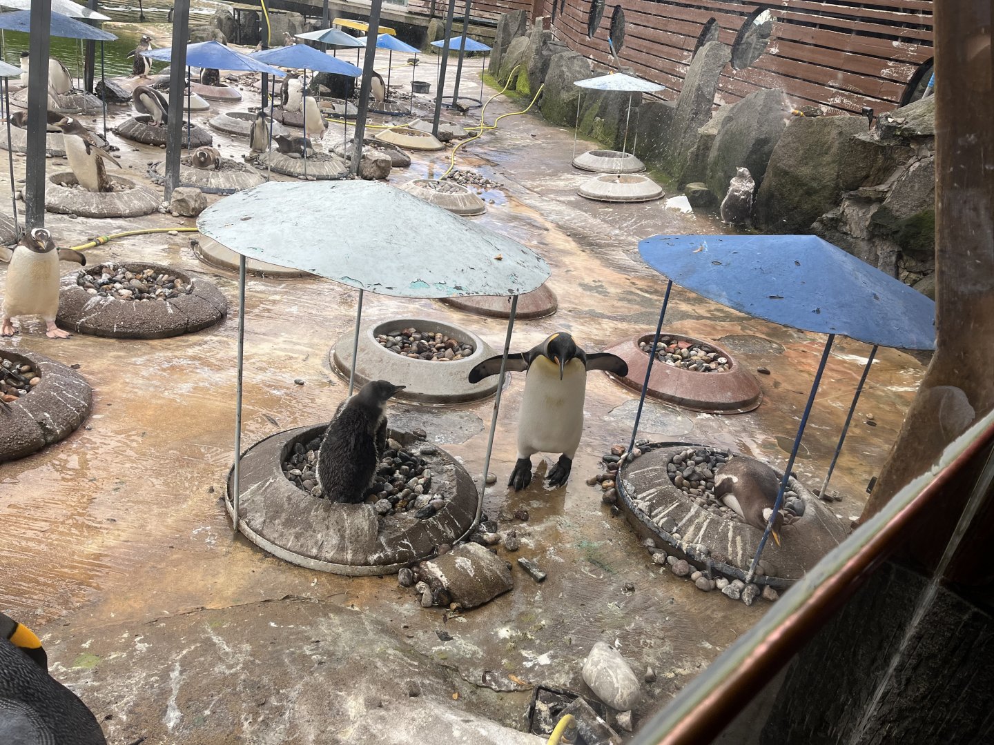 Gentoo penguins nesting 19.7.23