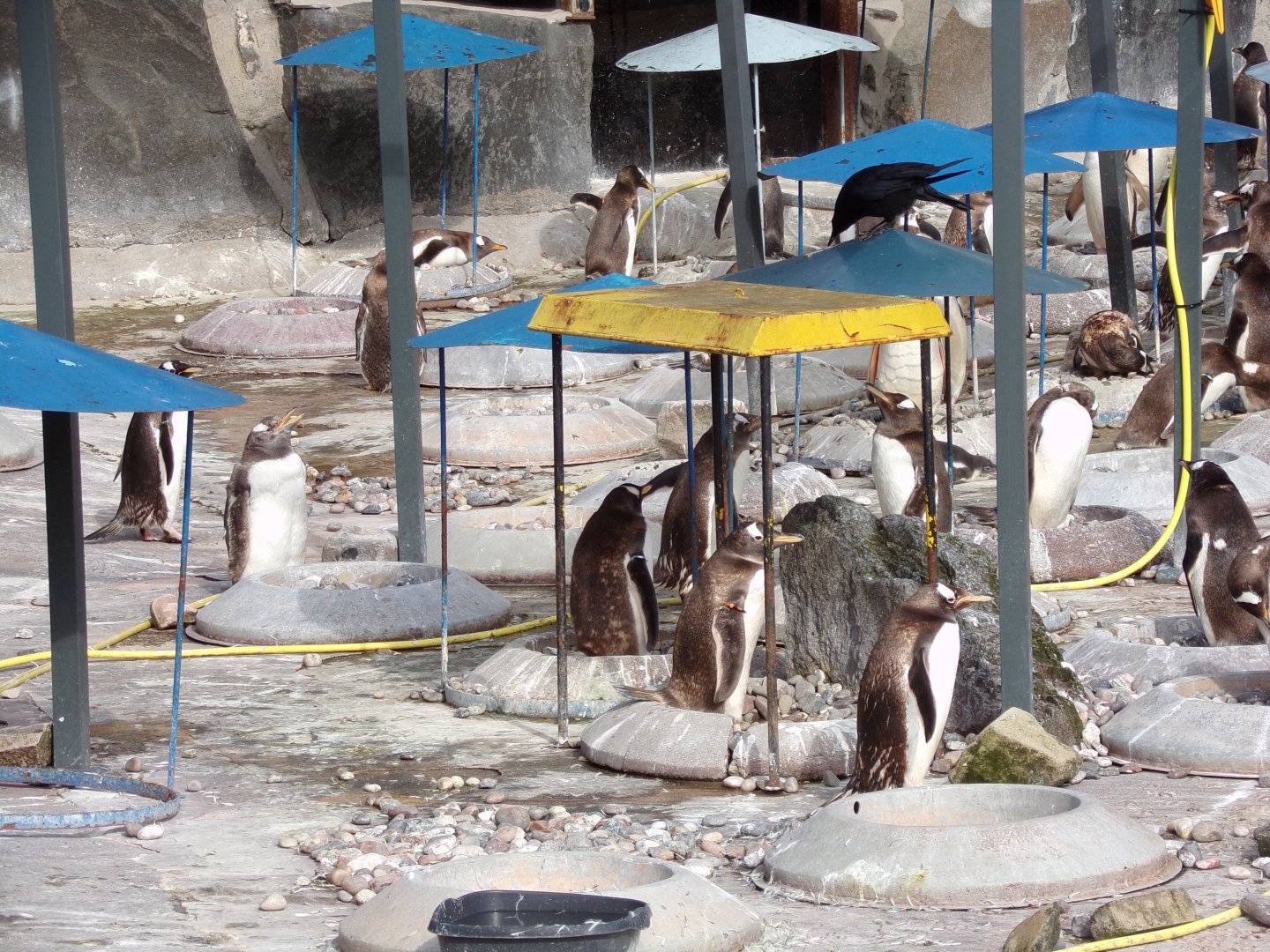 Gentoo penguins nesting 19.7.23