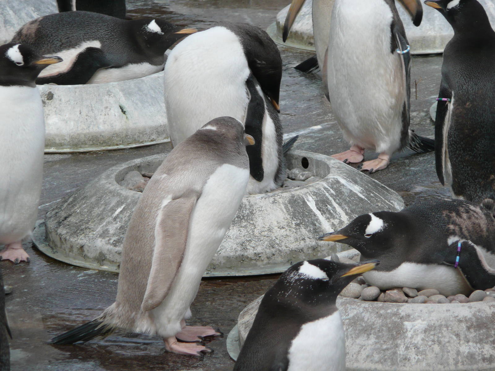 Gentoo penguins nesting - late March 2008
