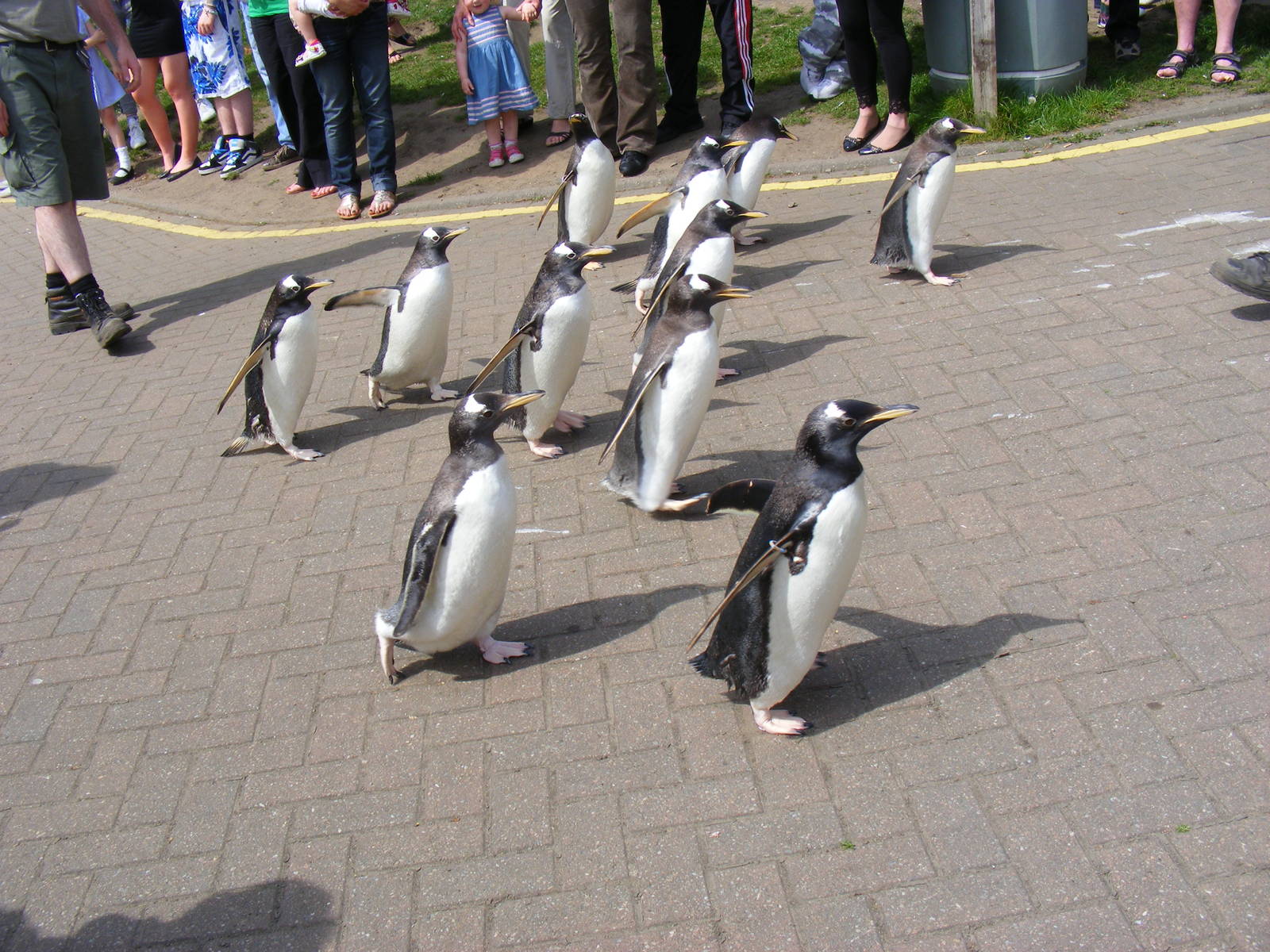 Gentoo penguins on 'penguin parade' at Edinburgh Zoo, 21 May 2010