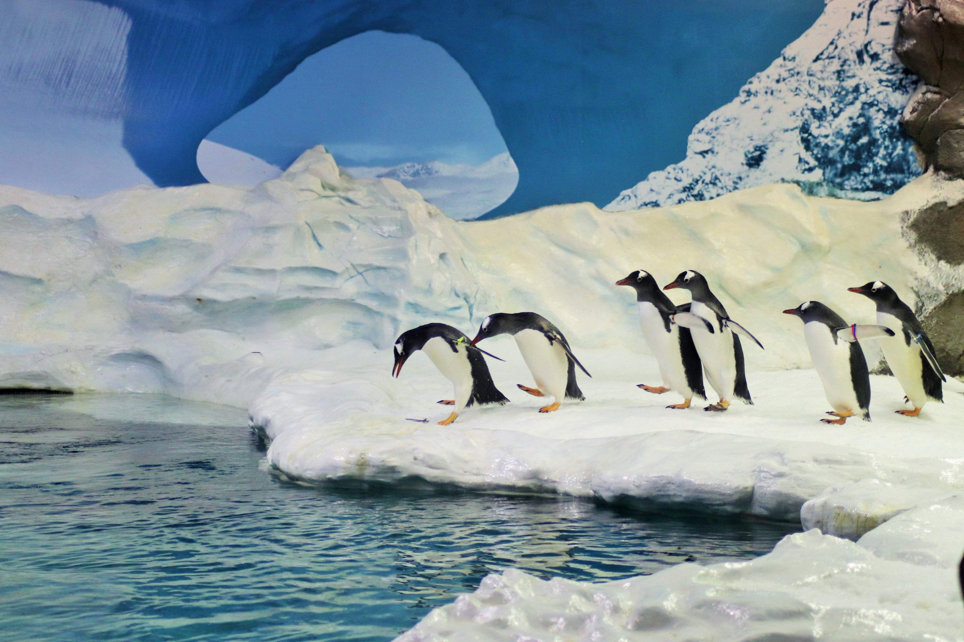 Gentoo Penguins (Pygoscelis papua)