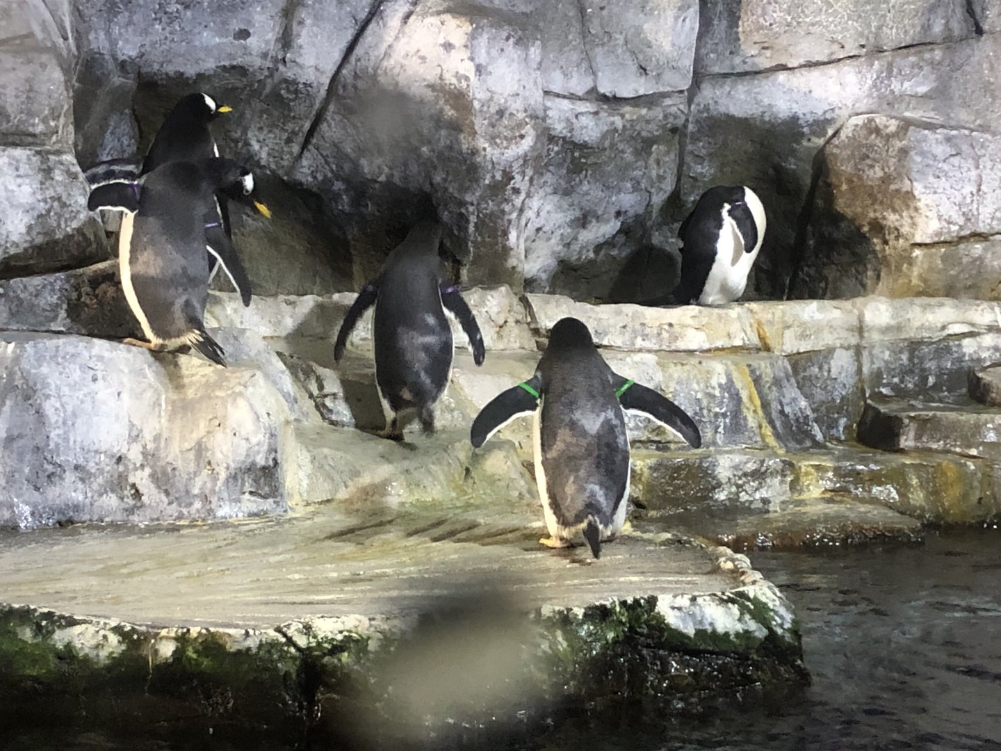Gentoo penguins, Pygoscelis papua