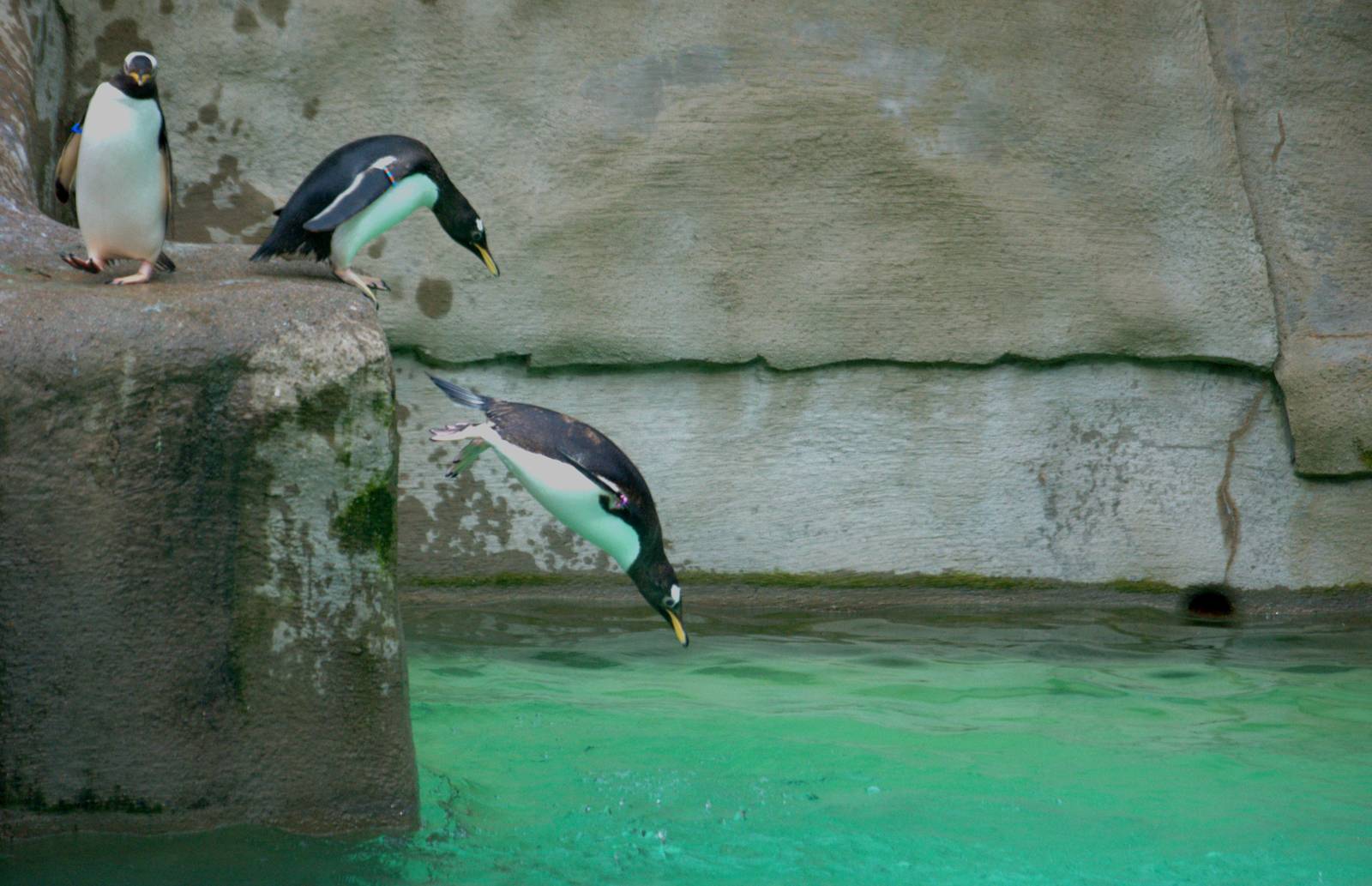 Gentoo Penguins - Queueing to jump - Belfast Zoo