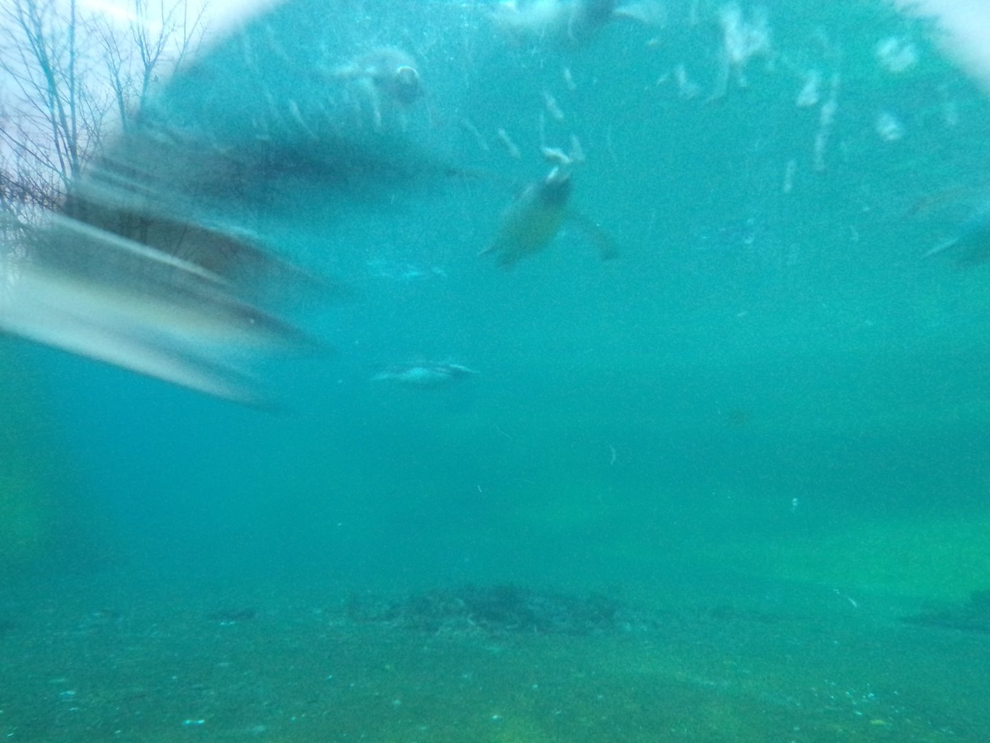 Gentoo penguins swimming