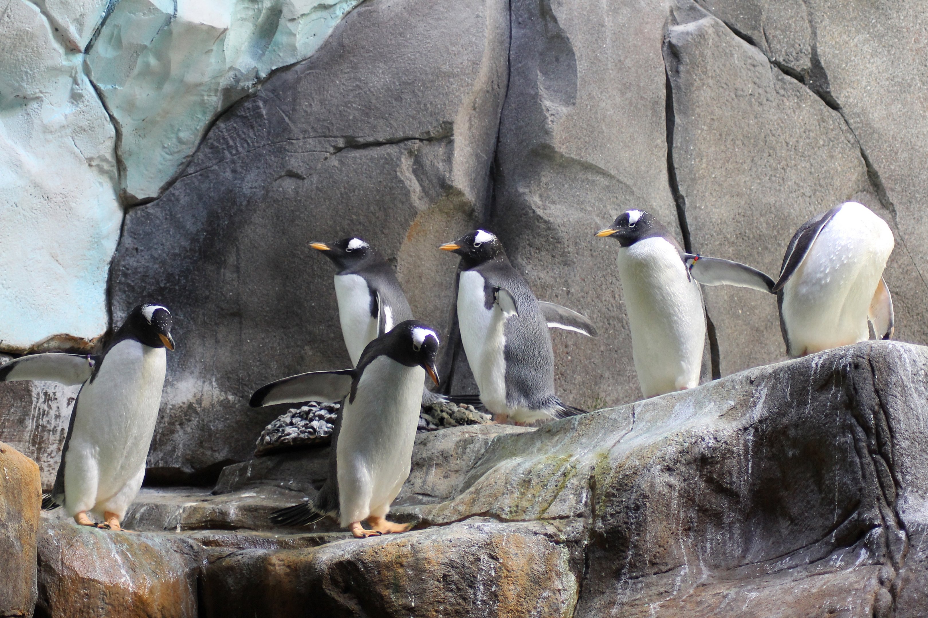 Gentoo penguins - Tierpark Hagenbeck