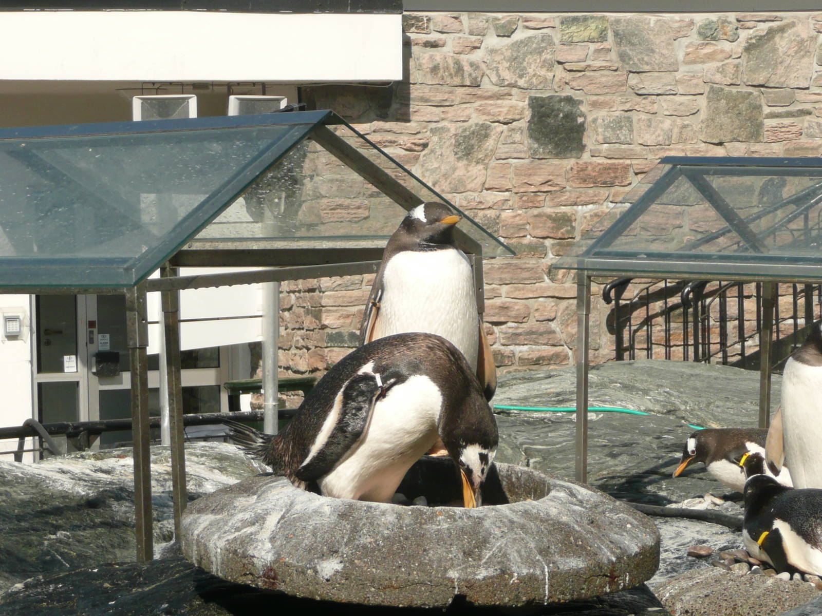 Gentoo penguins