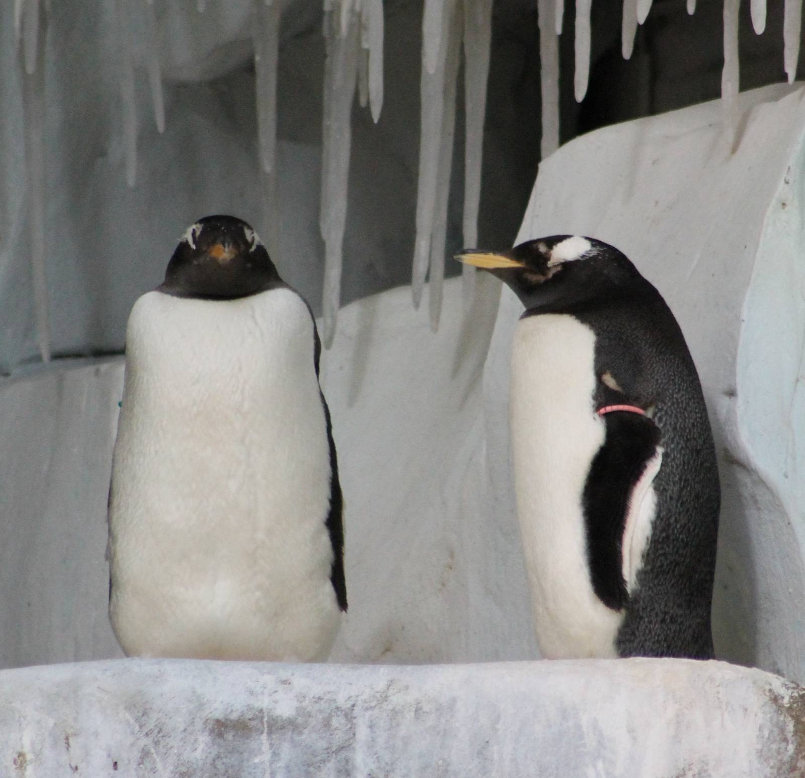 Gentoo penguins