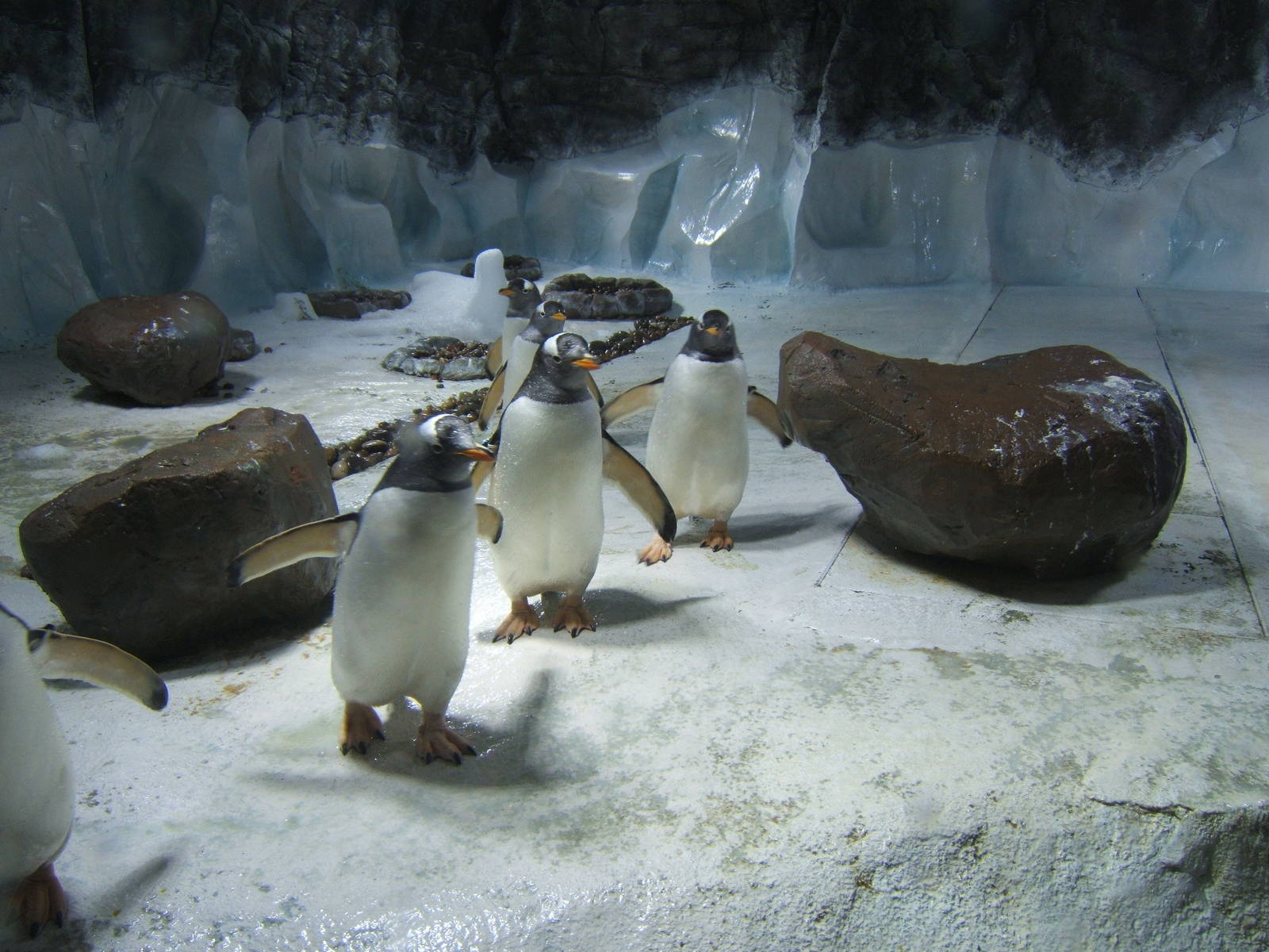 Gentoo Penguins