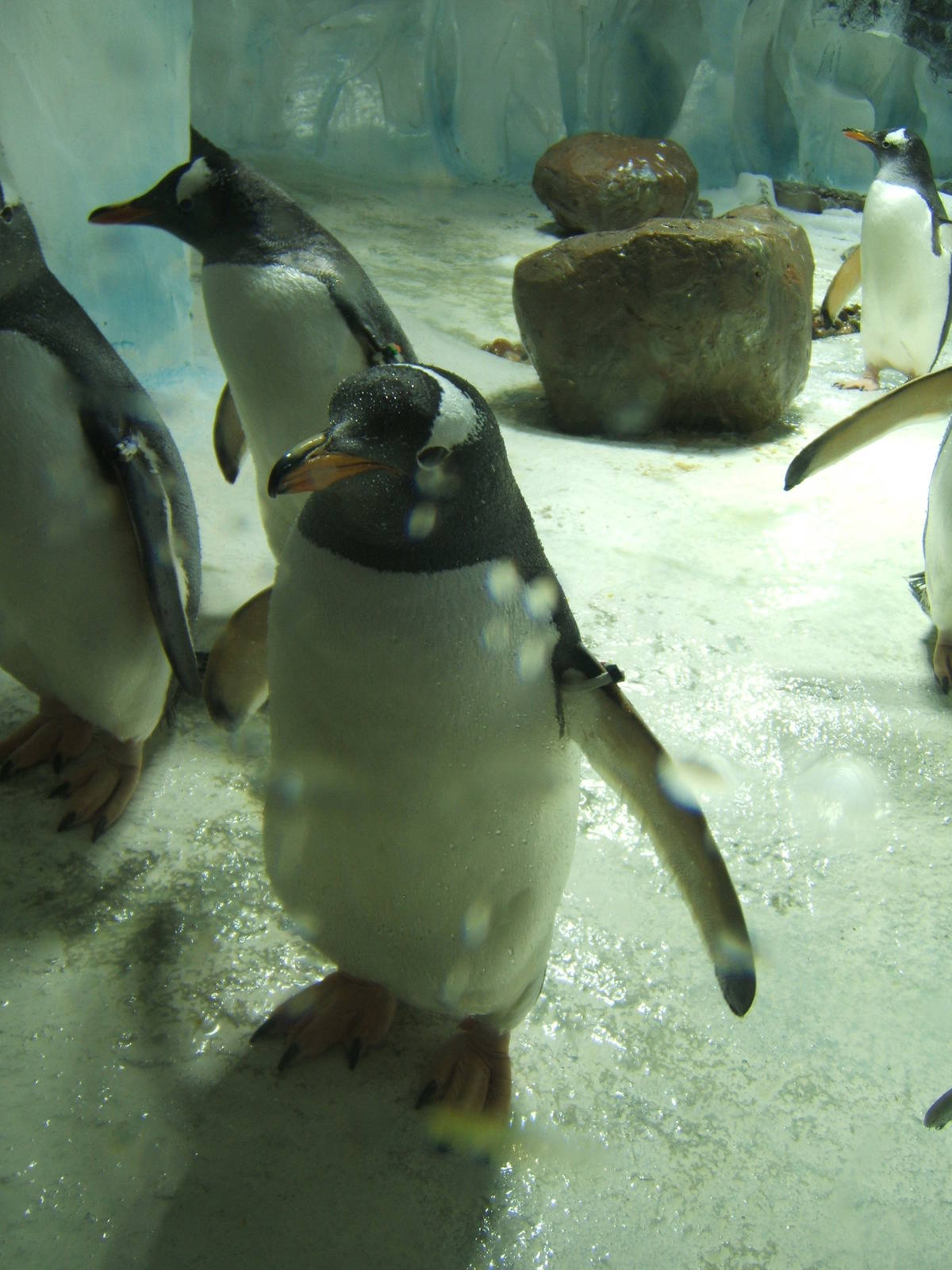 Gentoo Penguins