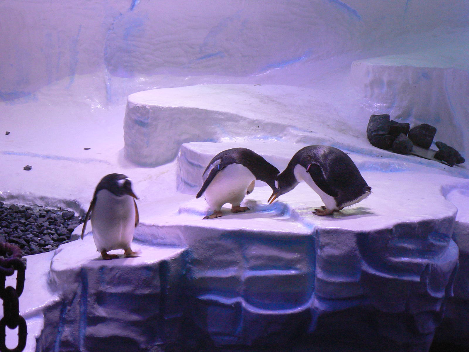 Gentoo Penguins